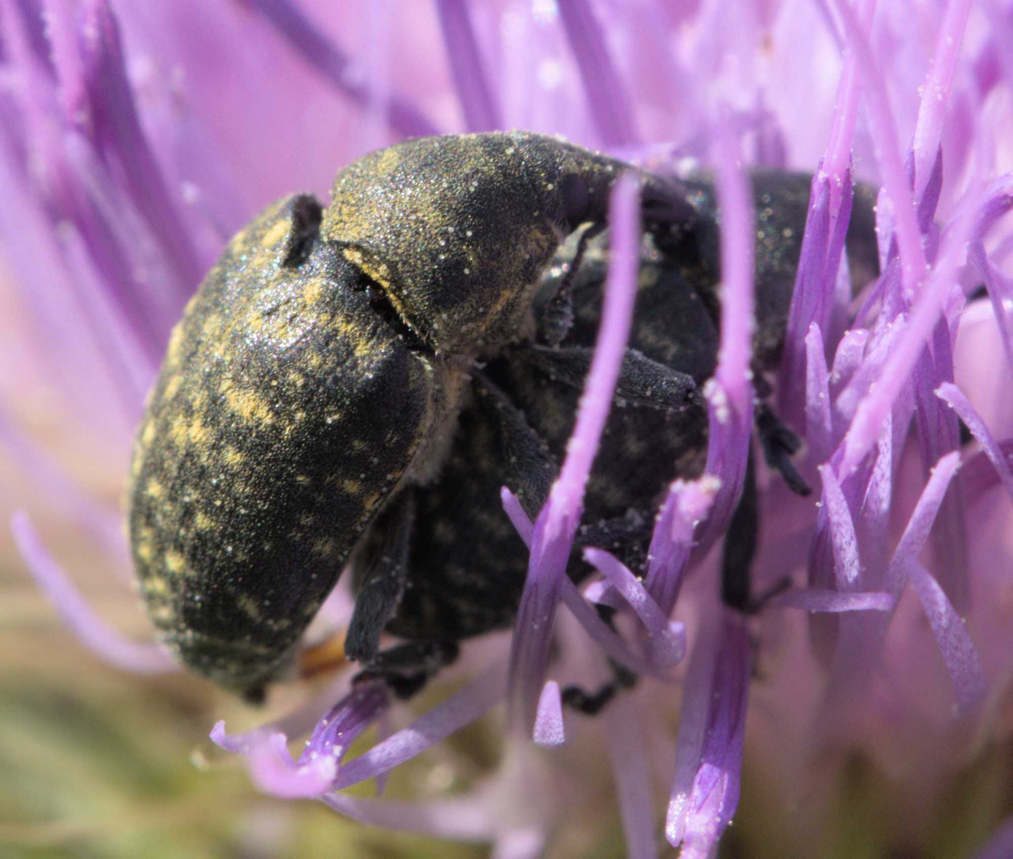 Kratzdistelrüssler (Larinus turbinatus), Lokation: Deutschland | Nordrhein-Westfalen | Heinsberg | Wassenberg Kategorien: Insekten, Hortus rusticus, Familie: Curculionidae (Rüsselkäfer), Datum: 12.06.2022