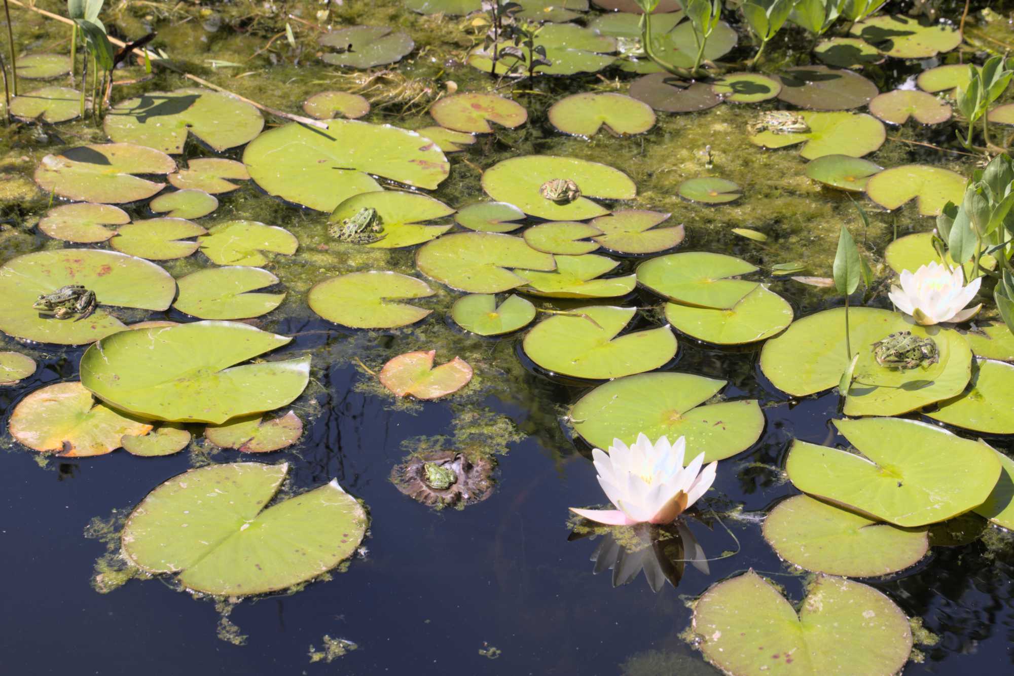 Lokation: Deutschland | Nordrhein-Westfalen | Heinsberg | Wassenberg Kategorien: Amphibien, Datum: 16.06.2022