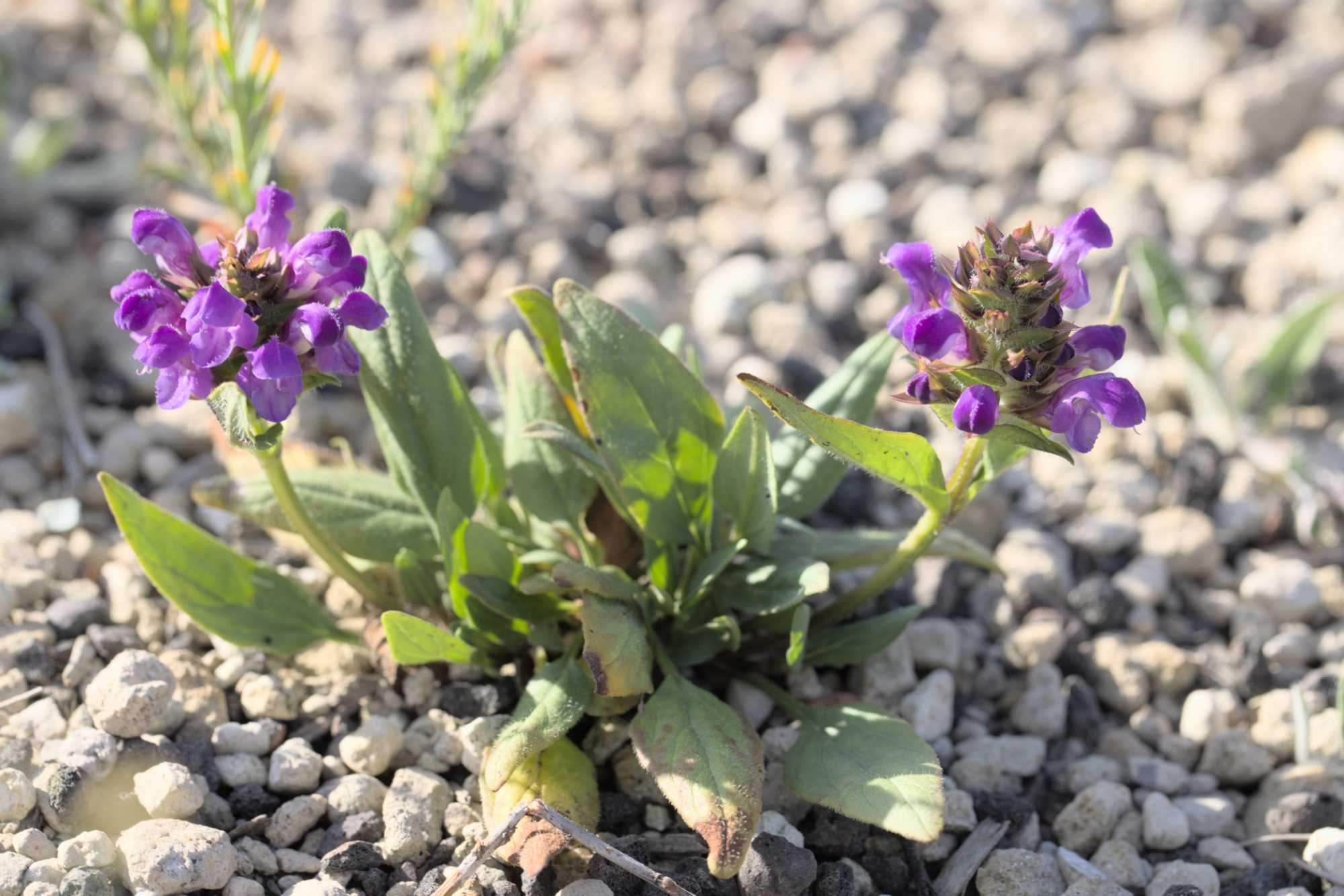 Großblütige Braunelle (Prunella grandiflora), Lokation: Deutschland | Nordrhein-Westfalen | Heinsberg | Wassenberg Kategorien: Habitus, Hortus rusticus, Datum: 22.06.2022