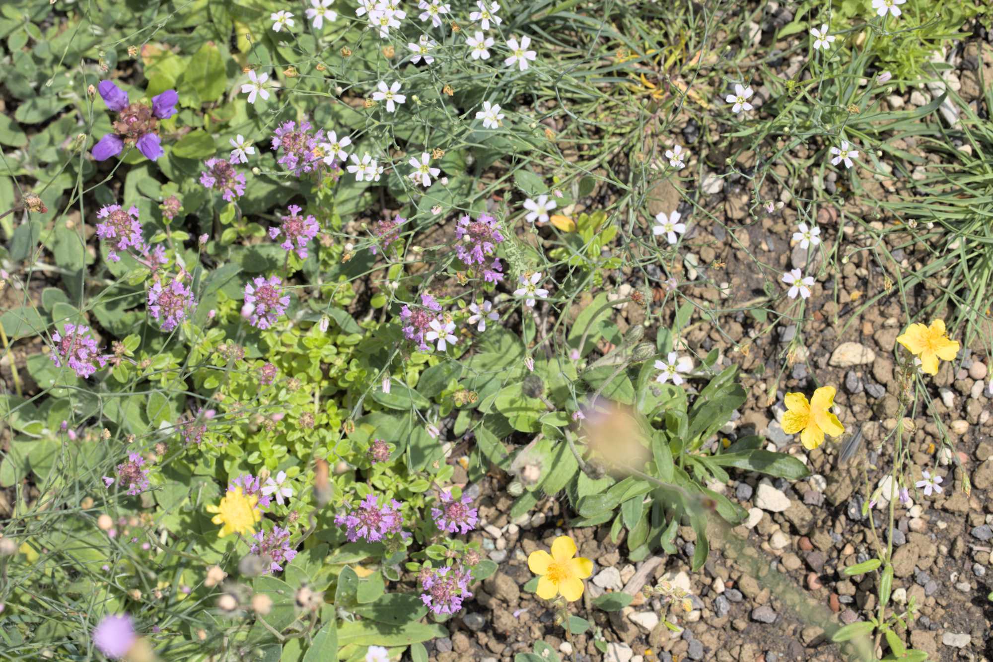 Lokation: Deutschland | Nordrhein-Westfalen | Heinsberg | Wassenberg Kategorien: Dachbegrünung, Hortus rusticus, Datum: 24.06.2022