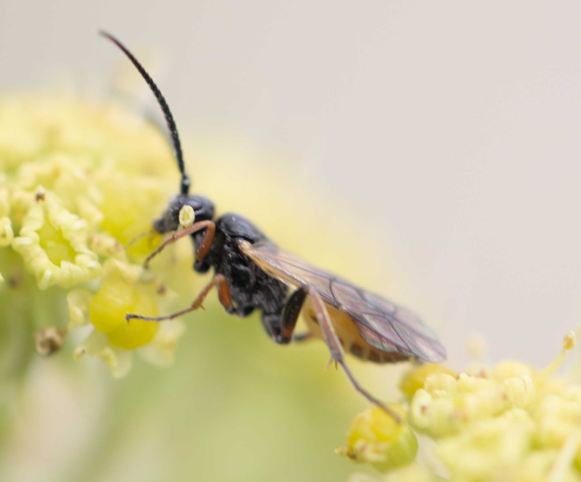 Schlupfwespe unbest. (Ichneumonidae indet.), Lokation: Deutschland | Nordrhein-Westfalen | Heinsberg | Wassenberg Kategorien: Insekten, Hortus rusticus, Familie: Ichneumonidae (Schlupfwespen), Datum: 25.06.2022