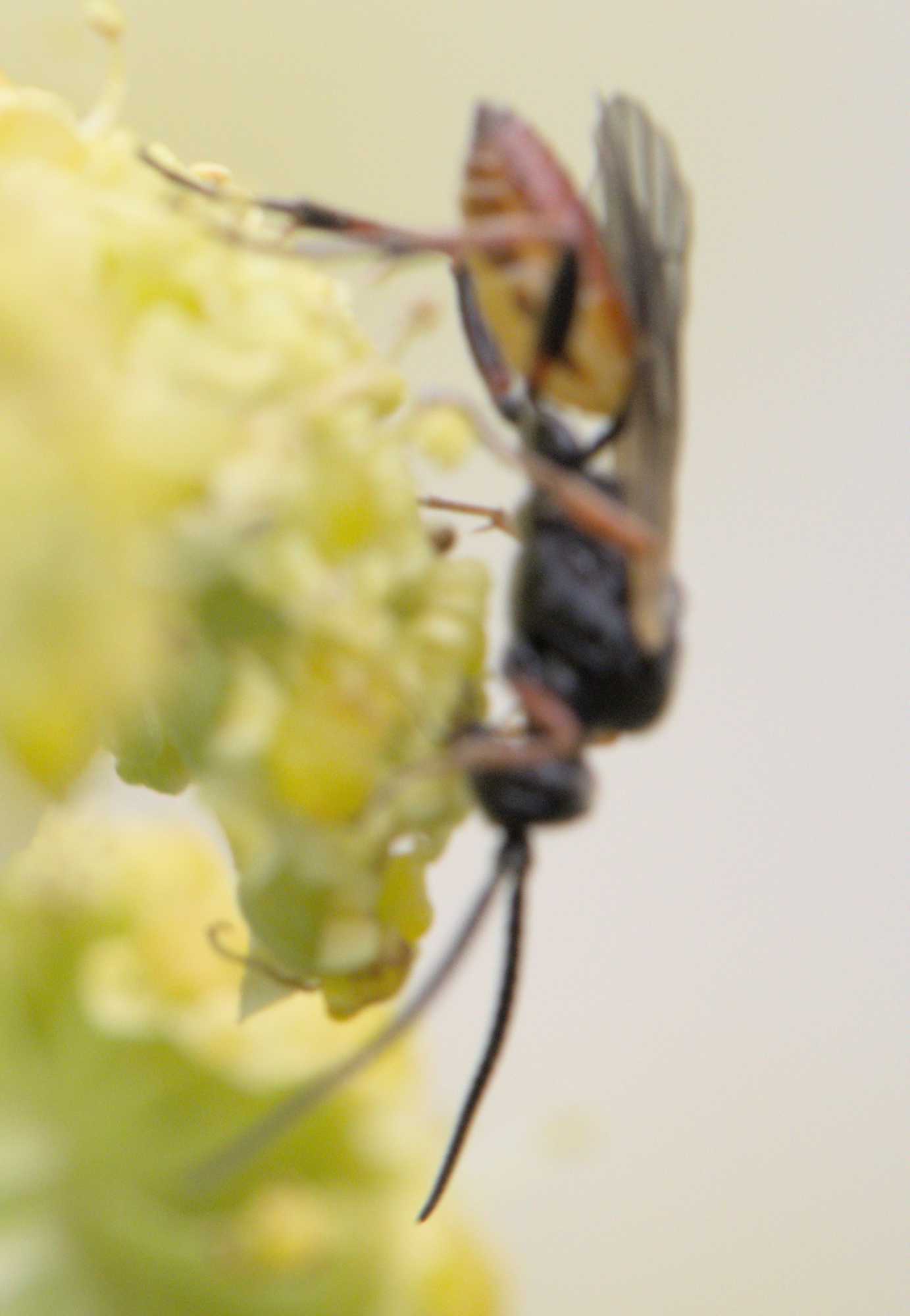 Schlupfwespe unbest. (Ichneumonidae indet.), Lokation: Deutschland | Nordrhein-Westfalen | Heinsberg | Wassenberg Kategorien: Insekten, Hortus rusticus, Familie: Ichneumonidae (Schlupfwespen), Datum: 25.06.2022