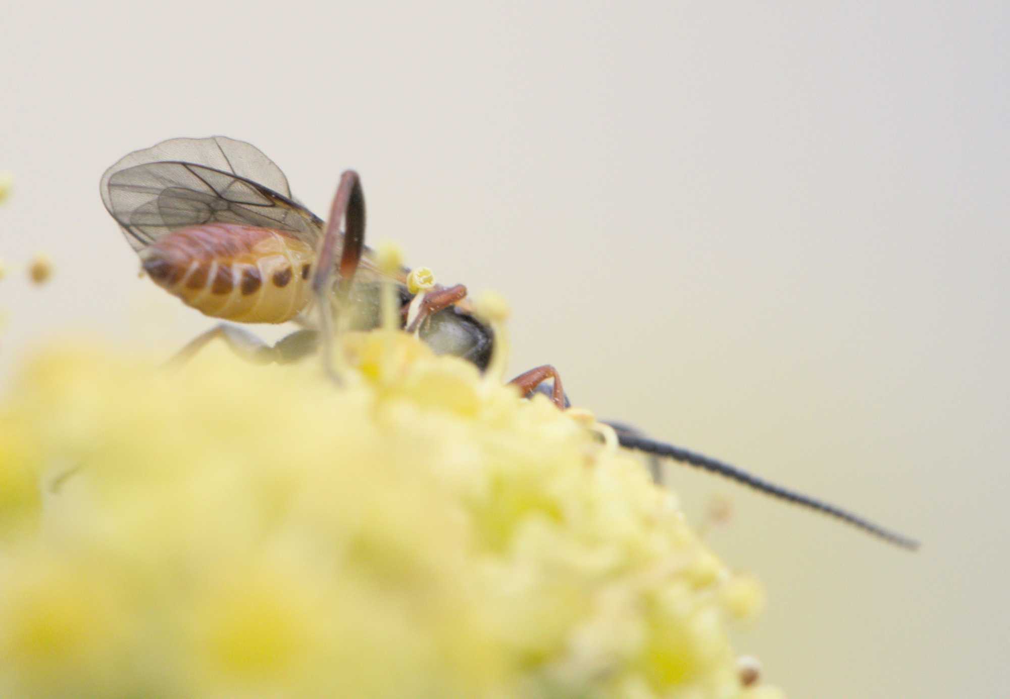 Schlupfwespe unbest. (Ichneumonidae indet.), Lokation: Deutschland | Nordrhein-Westfalen | Heinsberg | Wassenberg Kategorien: Insekten, Hortus rusticus, Familie: Ichneumonidae (Schlupfwespen), Datum: 25.06.2022