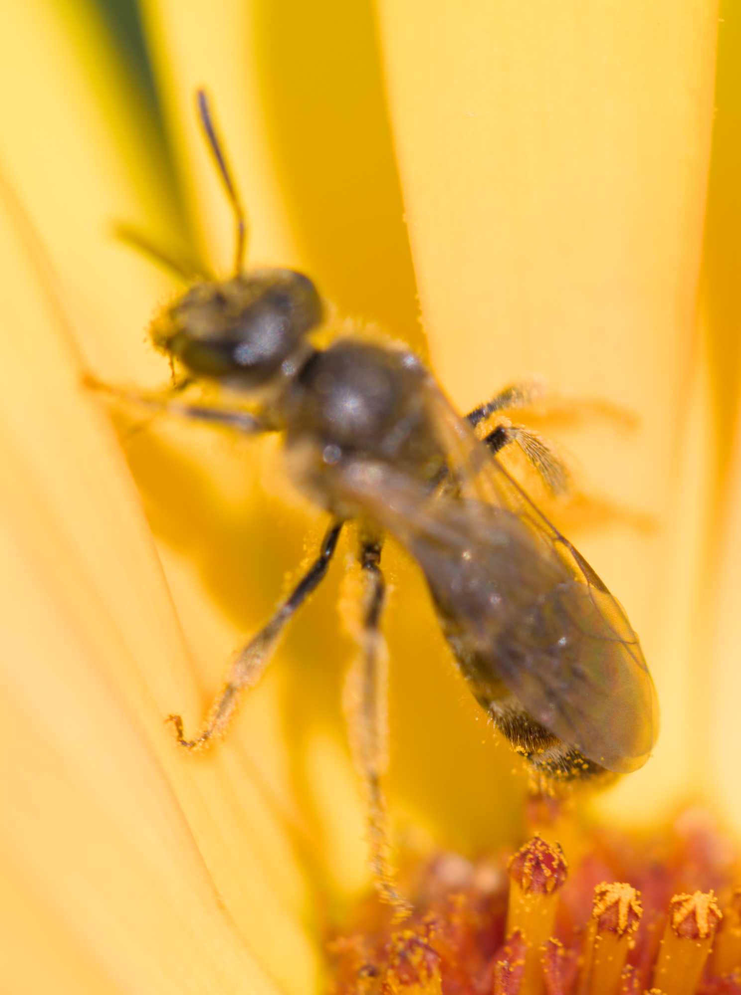 Schmalbiene unbest. (Lasioglossum) (Lasioglossum spec.), Lokation: Deutschland | Nordrhein-Westfalen | Heinsberg | Wassenberg Kategorien: Bienen, Hortus rusticus, Familie: Halictidae (Schmal- und Furchenbienen), Datum: 29.06.2022