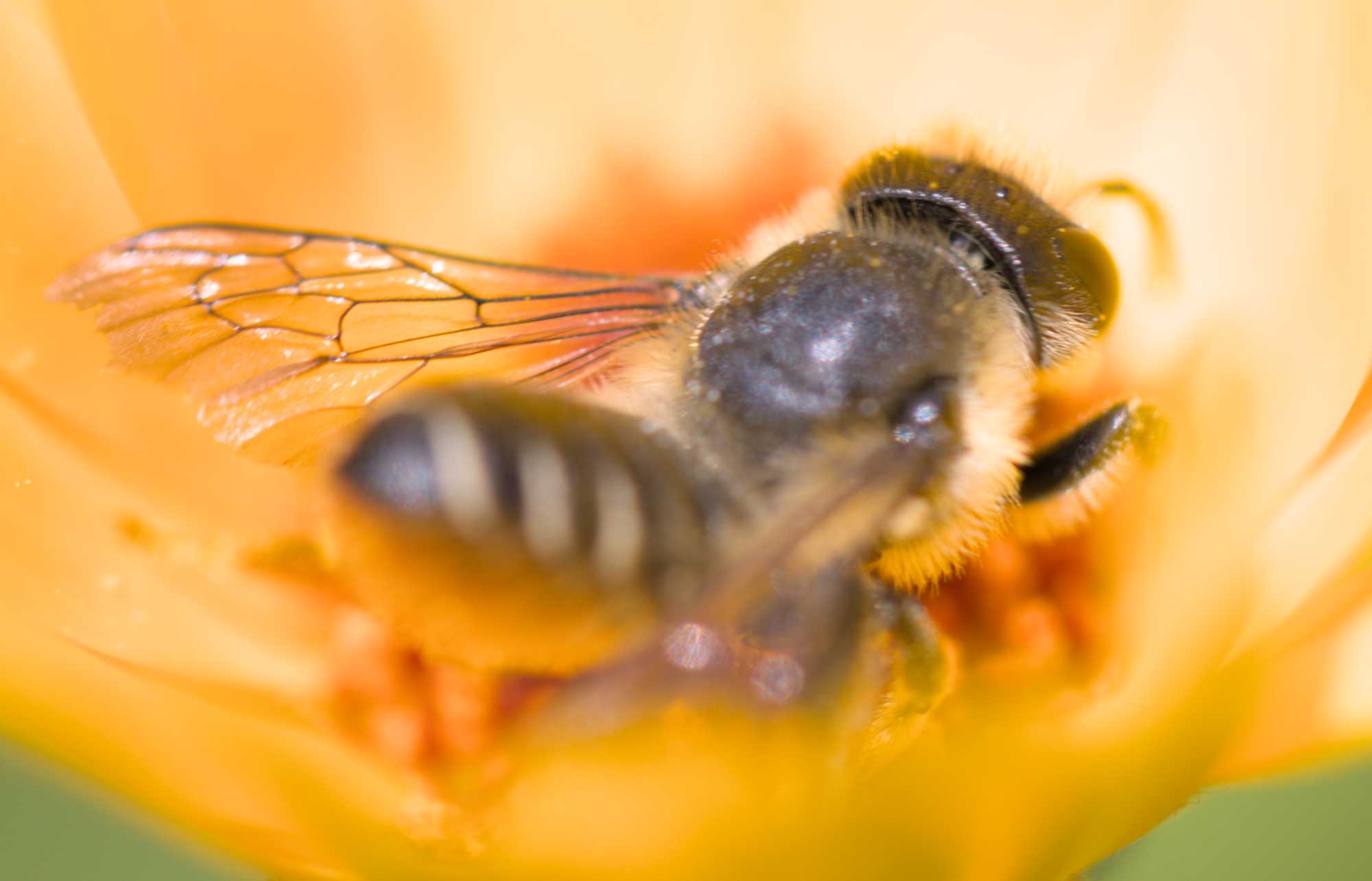 Lokation: Deutschland | Nordrhein-Westfalen | Heinsberg | Wassenberg Kategorien: Bienen, Hortus rusticus, Datum: 29.06.2022
