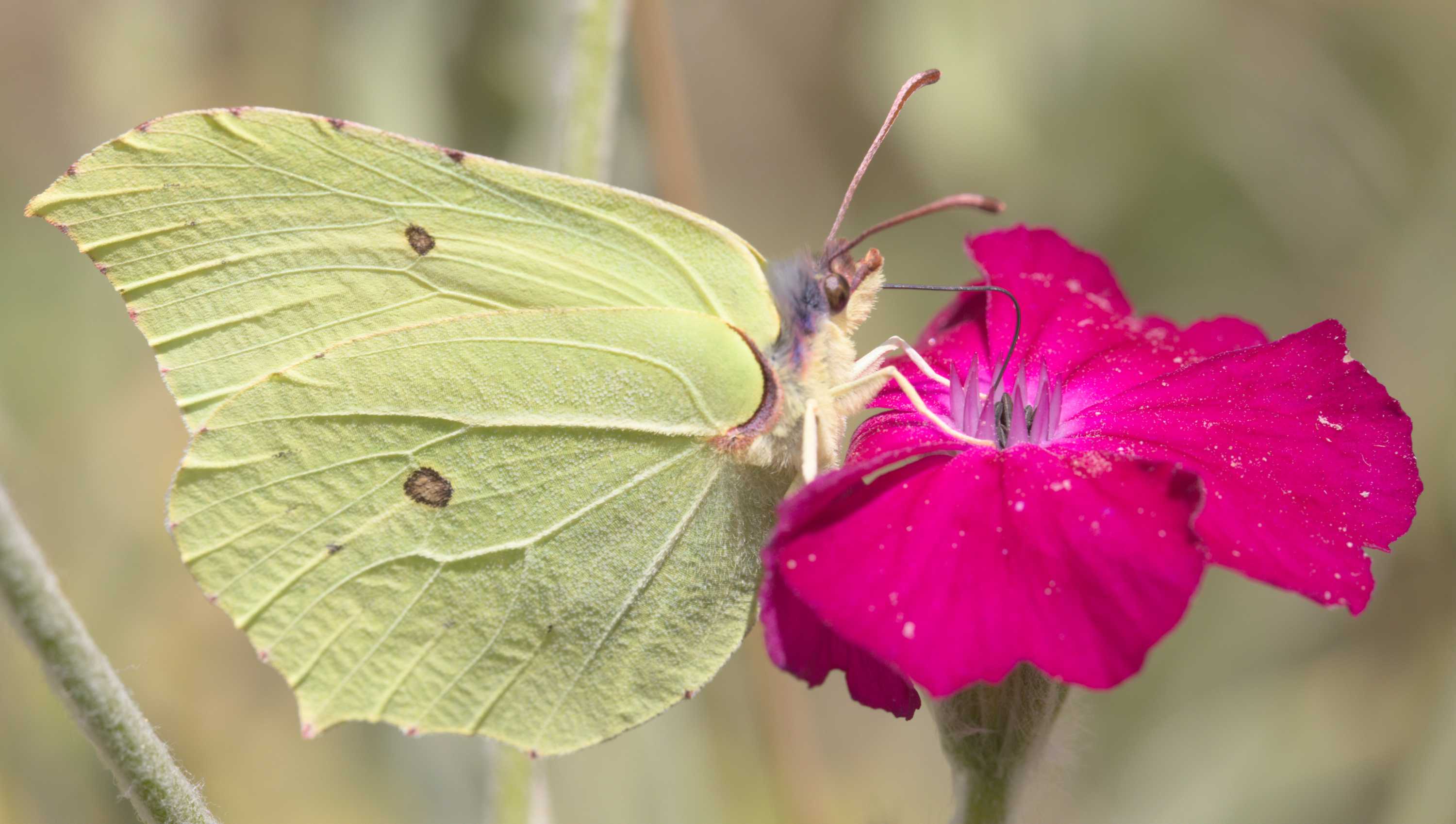 Zitronenfalter (Gonepteryx rhamni), Lokation: Deutschland | Nordrhein-Westfalen | Heinsberg | Wassenberg Kategorien: Schmetterlinge, Familie: Pieridae (Weißlinge), Datum: 04.07.2022