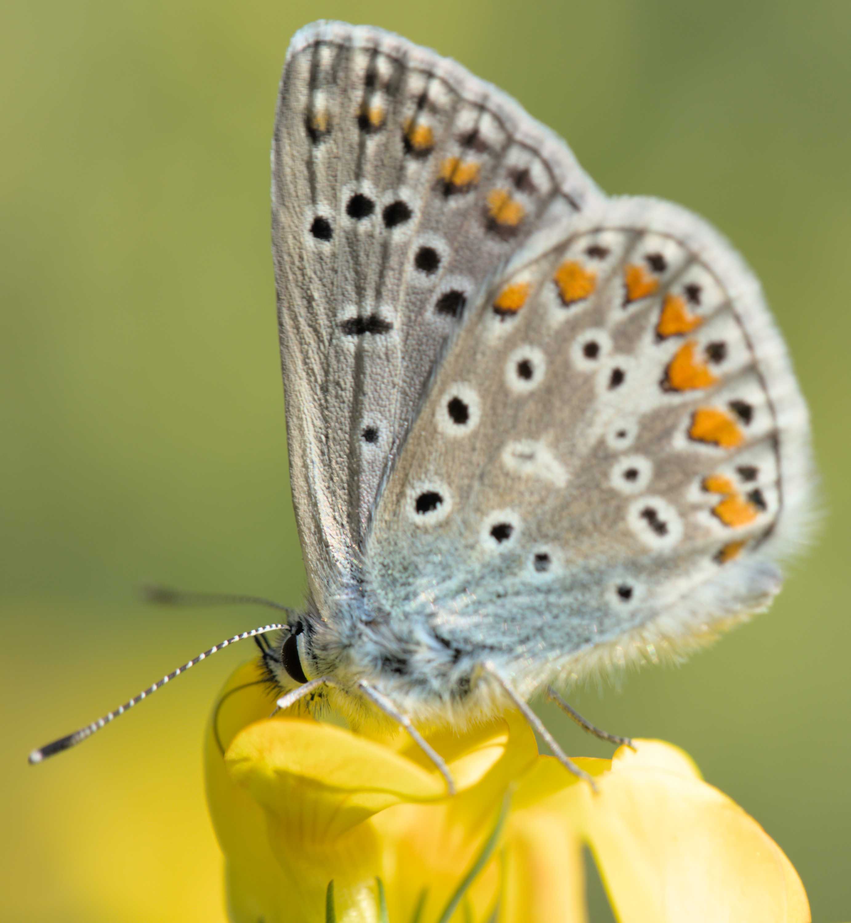 Hauhechel-Bläuling (Polyommatus icarus), Lokation: Deutschland | Nordrhein-Westfalen | Heinsberg | Wassenberg Kategorien: Schmetterlinge, Familie: Lycaenidae (Bläulinge), Datum: 04.07.2022