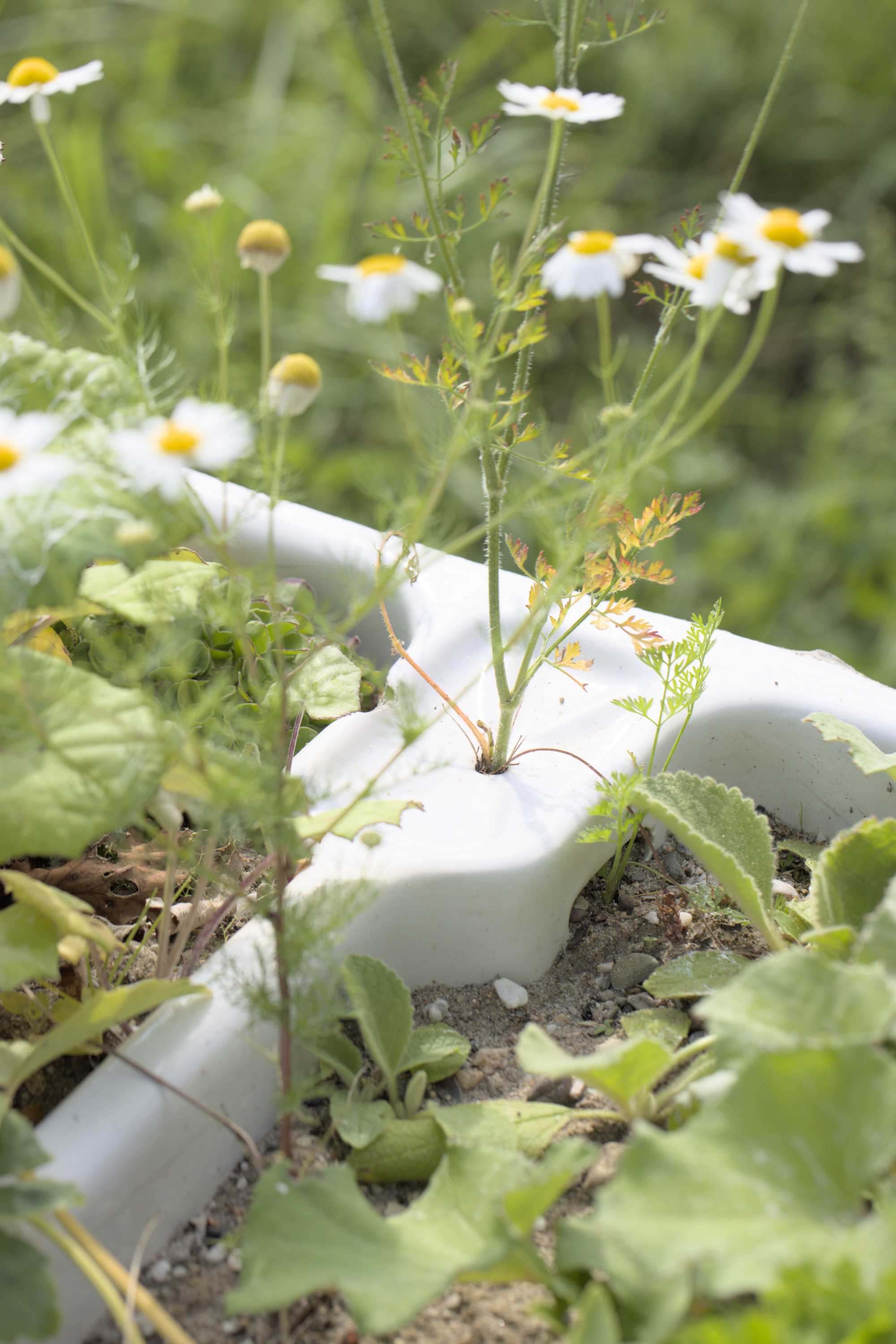 Lokation: Deutschland | Nordrhein-Westfalen | Heinsberg | Wassenberg Kategorien: Kübelpflanzen, Datum: 14.07.2022