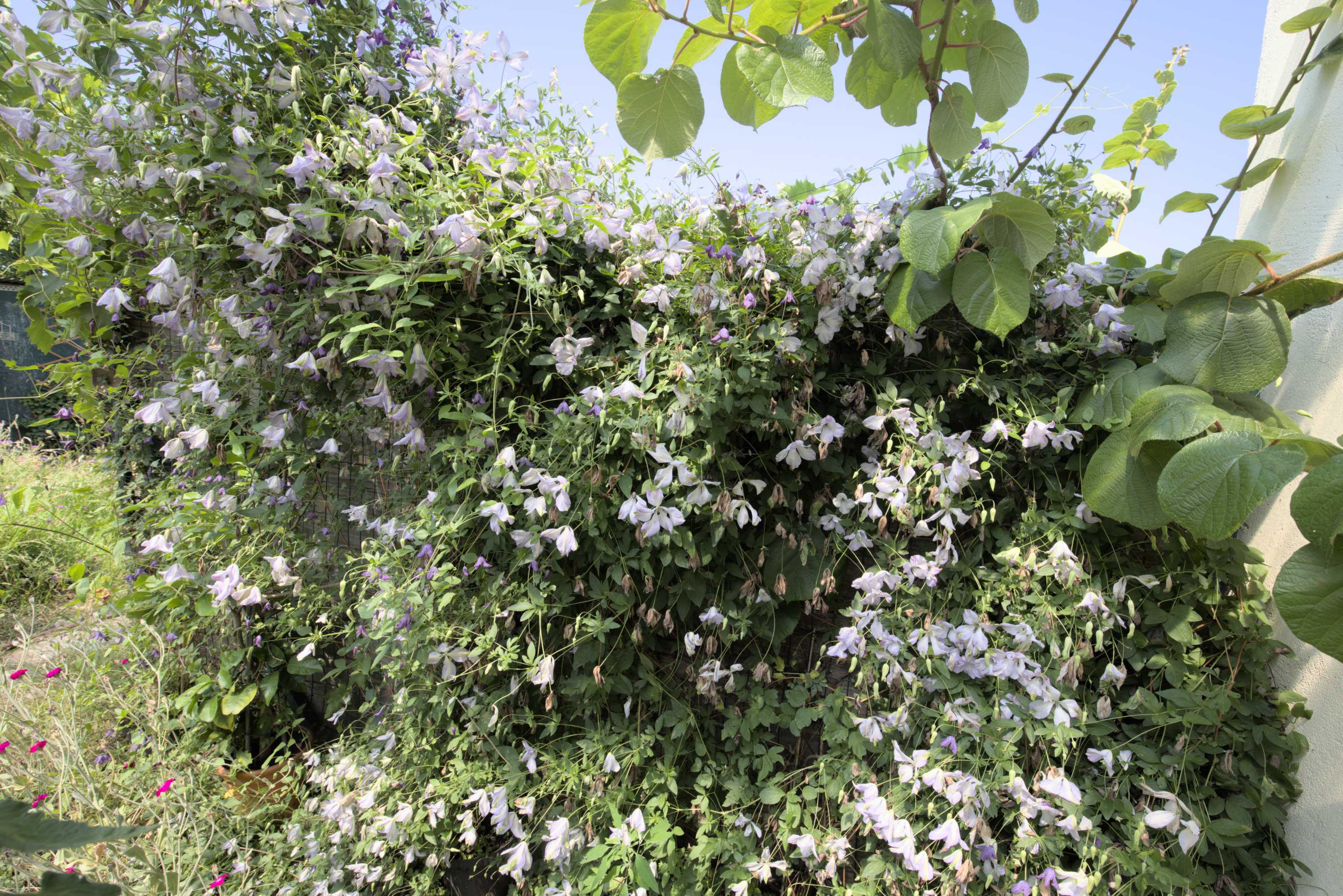 Lokation: Deutschland | Nordrhein-Westfalen | Heinsberg | Wassenberg Kategorien: Garten, Hortus rusticus, Datum: 14.07.2022