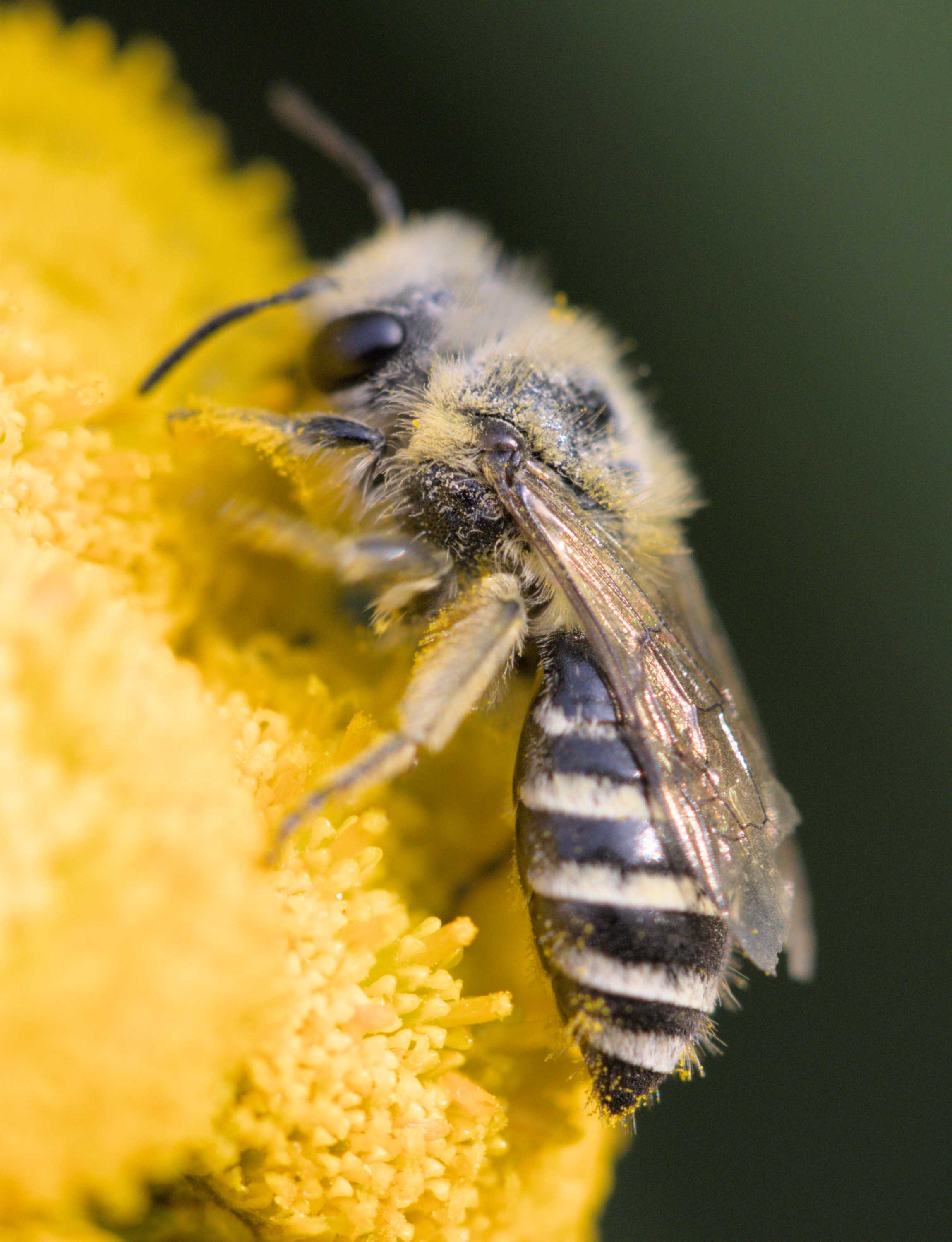 Lokation: Deutschland | Nordrhein-Westfalen | Heinsberg | Wassenberg Kategorien: Bienen, Datum: 23.07.2022