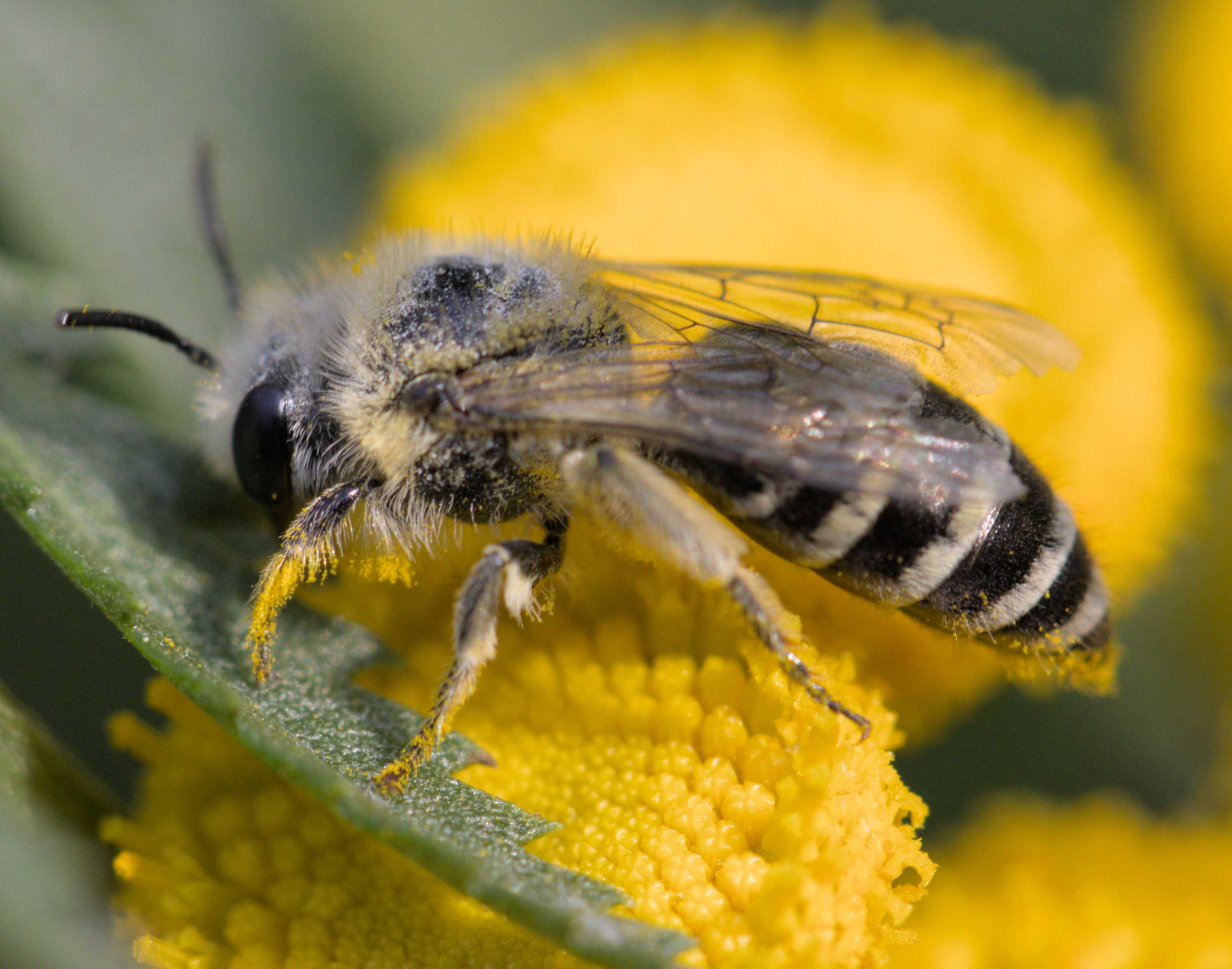 Colletes daviesanus/fodiens/similis (Colletes daviesanus/fodiens/similis), Lokation: Deutschland | Nordrhein-Westfalen | Heinsberg | Wassenberg Kategorien: Bienen, Familie: Colletidae (Kropfbienen), Datum: 23.07.2022