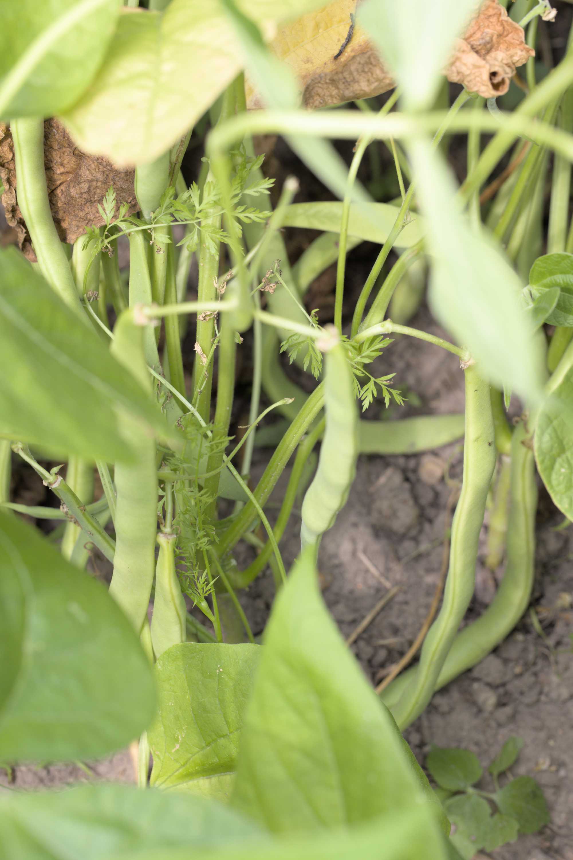 Lokation: Deutschland | Nordrhein-Westfalen | Heinsberg | Wassenberg Kategorien: Nutzgarten, Hortus rusticus, Bauerngarten, Selbstversorgung, Datum: 25.07.2022