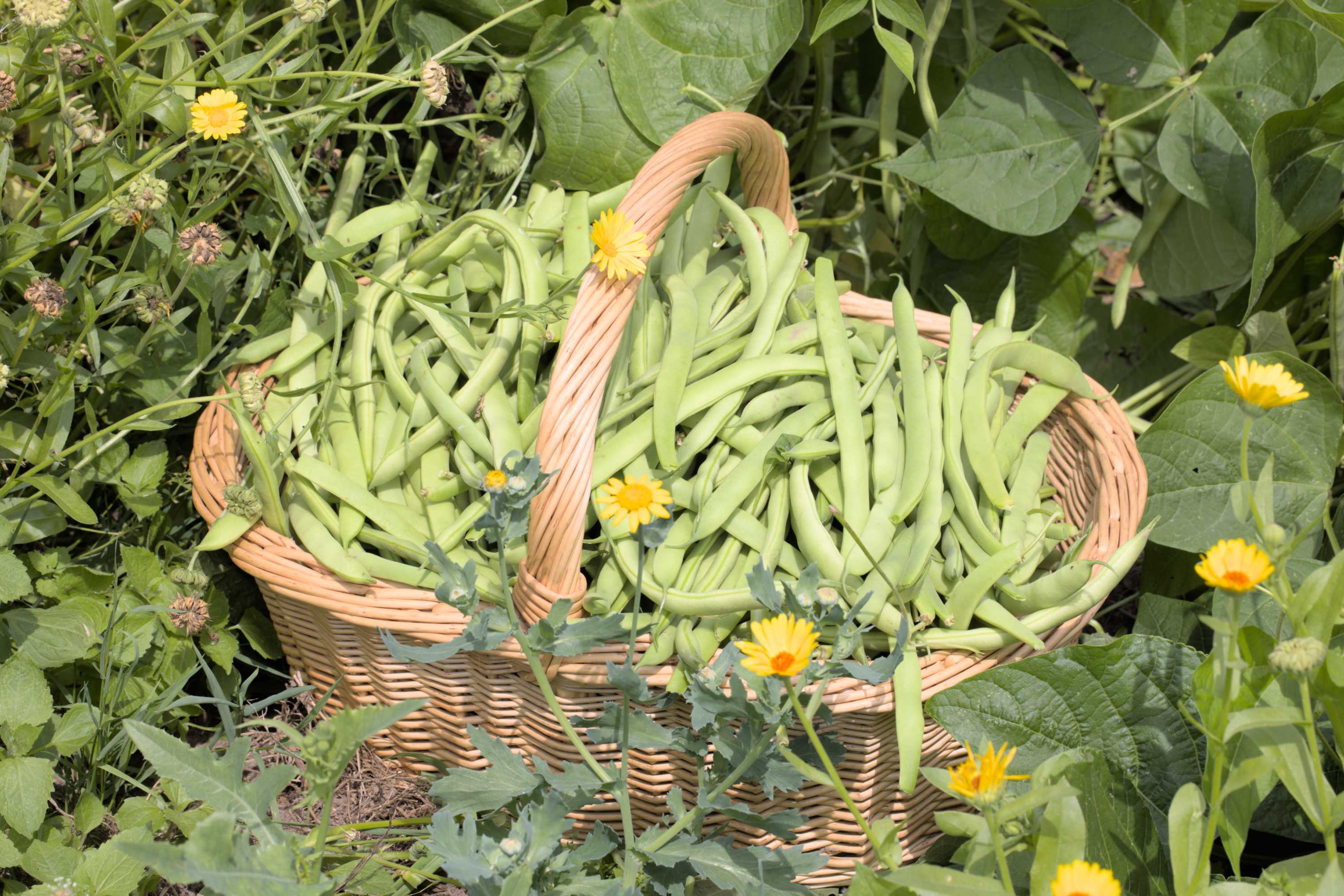 Lokation: Deutschland | Nordrhein-Westfalen | Heinsberg | Wassenberg Kategorien: Nutzgarten, Hortus rusticus, Bauerngarten, Ernte, Selbstversorgung, Datum: 25.07.2022
