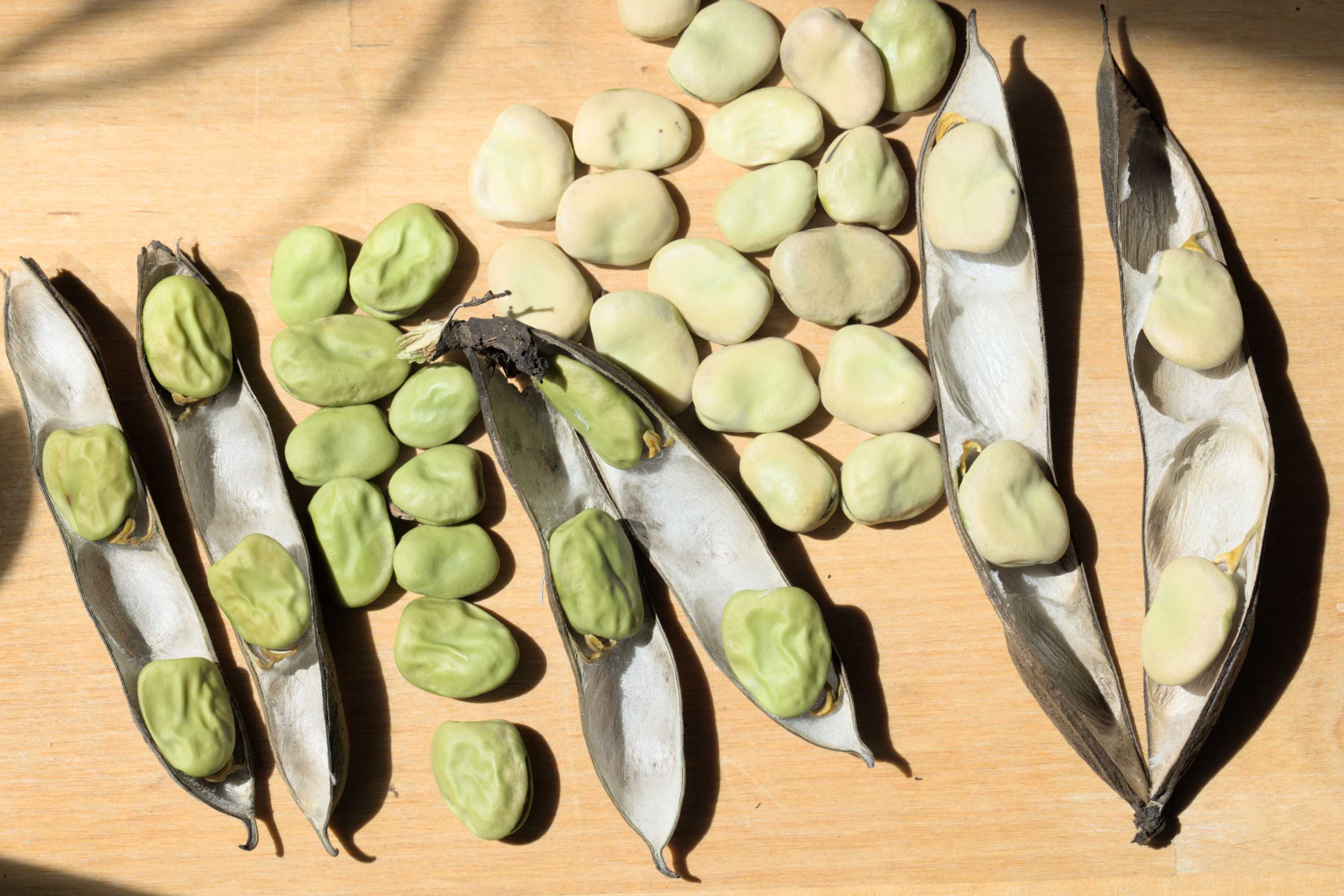 Lokation: Deutschland | Nordrhein-Westfalen | Heinsberg | Wassenberg Kategorien: Samen, Nutzgarten, Hortus rusticus, Ernte, Selbstversorgung, Datum: 28.07.2022