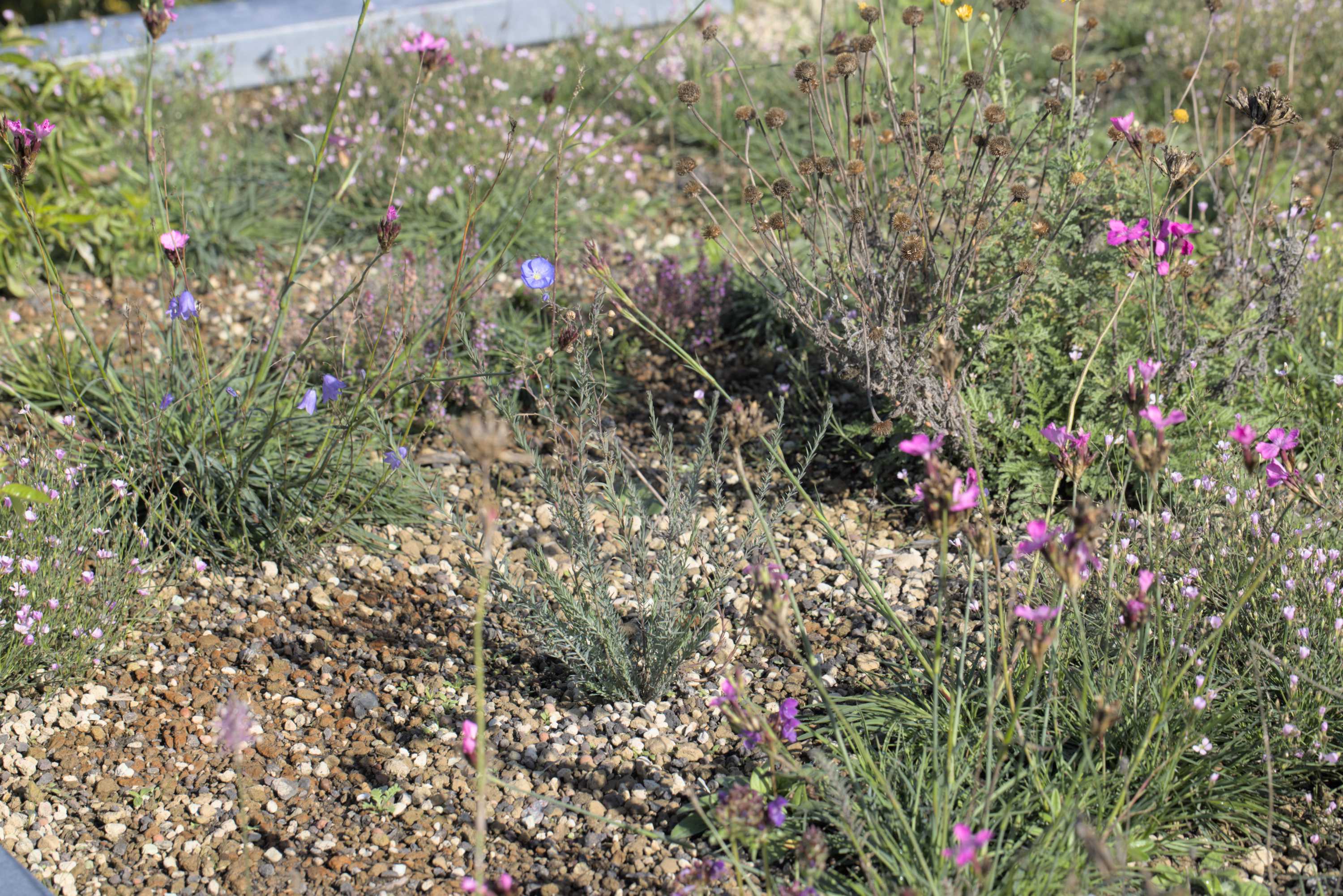 Lokation: Deutschland | Nordrhein-Westfalen | Heinsberg | Wassenberg Kategorien: Dachbegrünung, Hortus rusticus, Datum: 25.09.2022