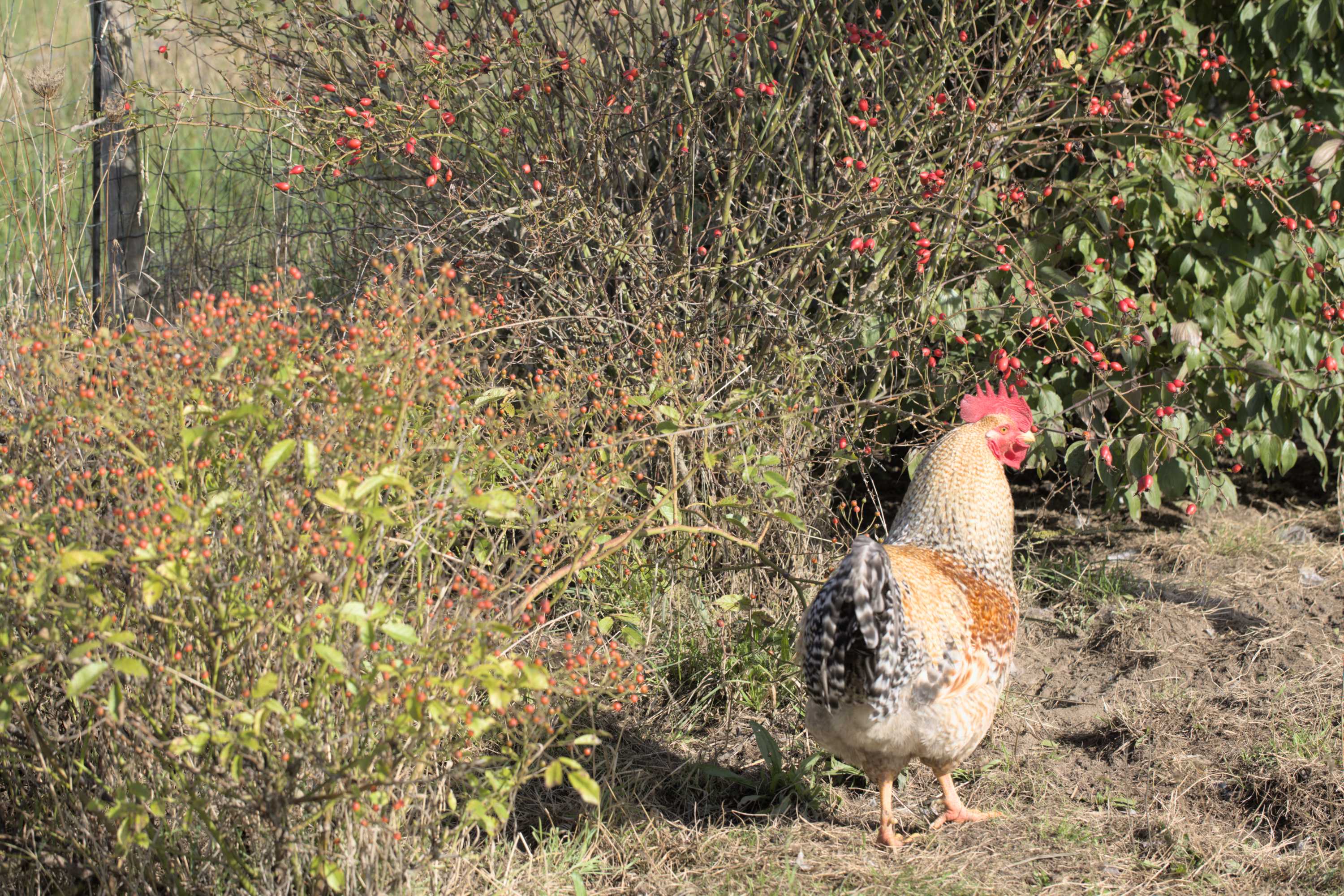 Lokation: Deutschland | Nordrhein-Westfalen | Heinsberg | Wassenberg Kategorien: Hühner, Hortus rusticus, Datum: 25.09.2022