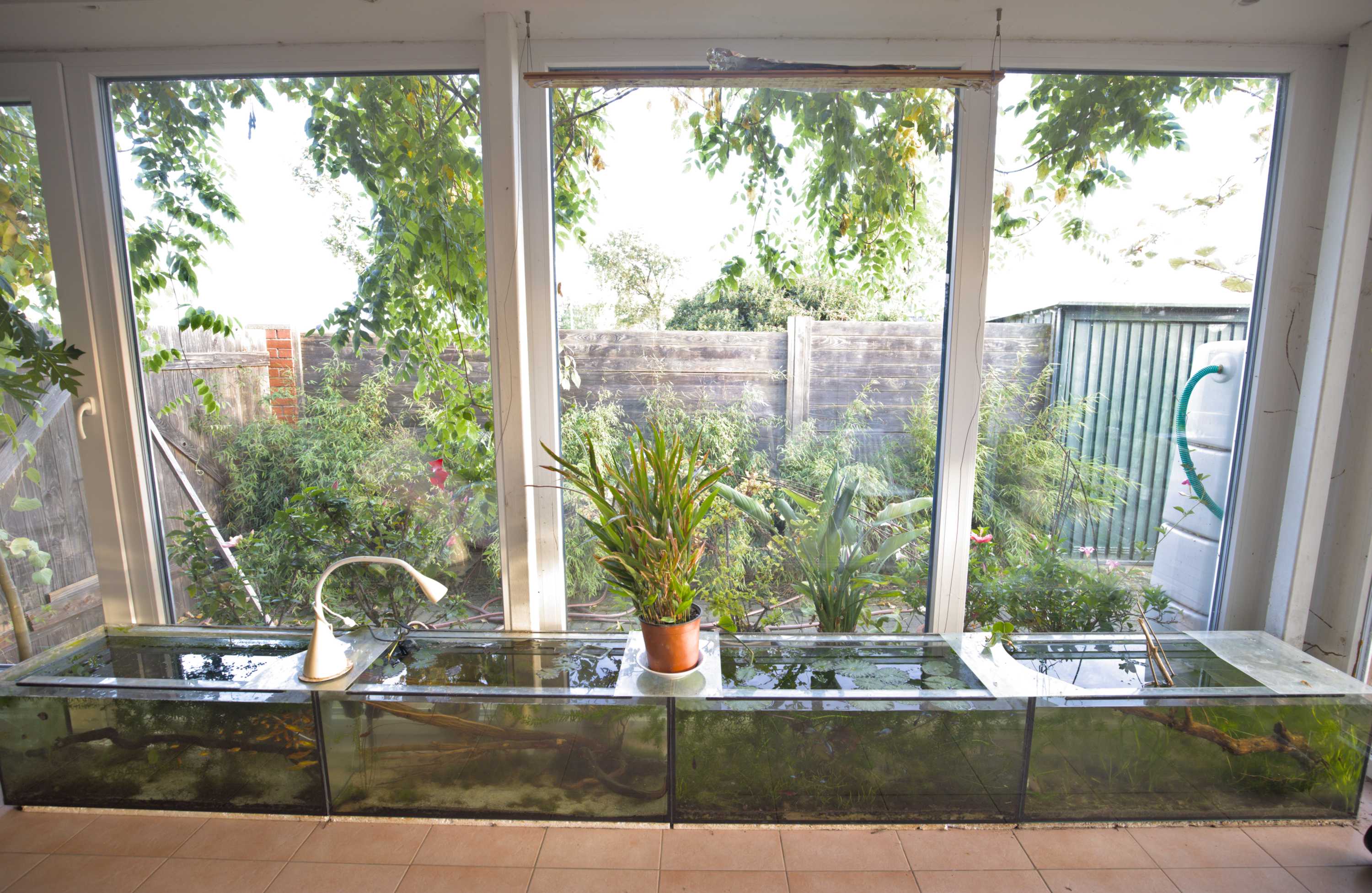 Lokation: Deutschland | Nordrhein-Westfalen | Heinsberg | Wassenberg Kategorien: Aquarien, Hortus rusticus, Datum: 19.10.2022