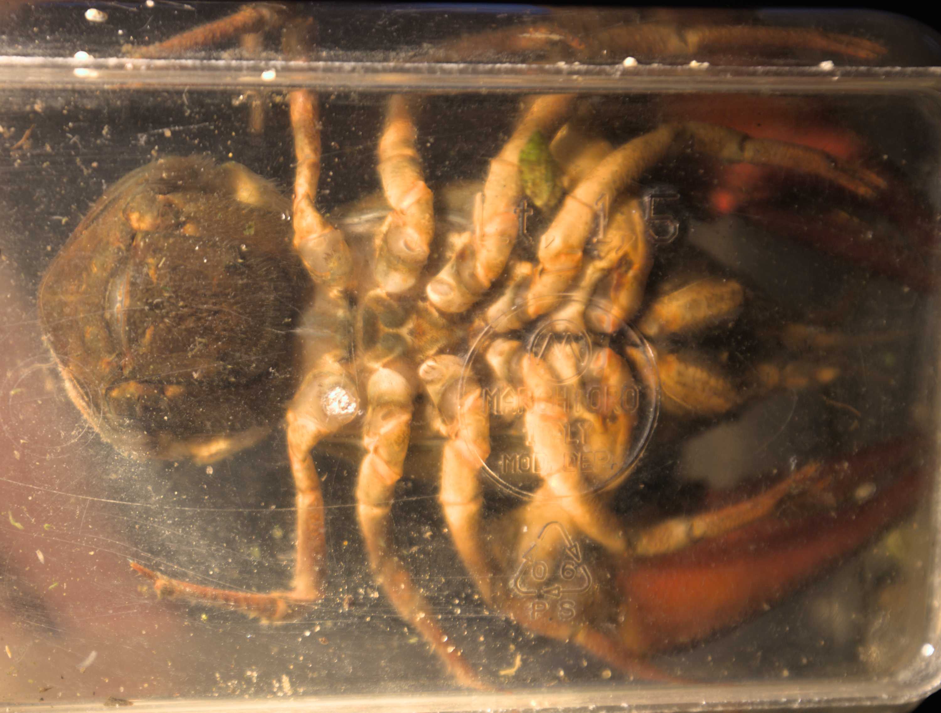 Lokation: Deutschland | Nordrhein-Westfalen | Heinsberg | Wassenberg Kategorien: Krebse, Garnelen, Hortus rusticus, Datum: 19.10.2022