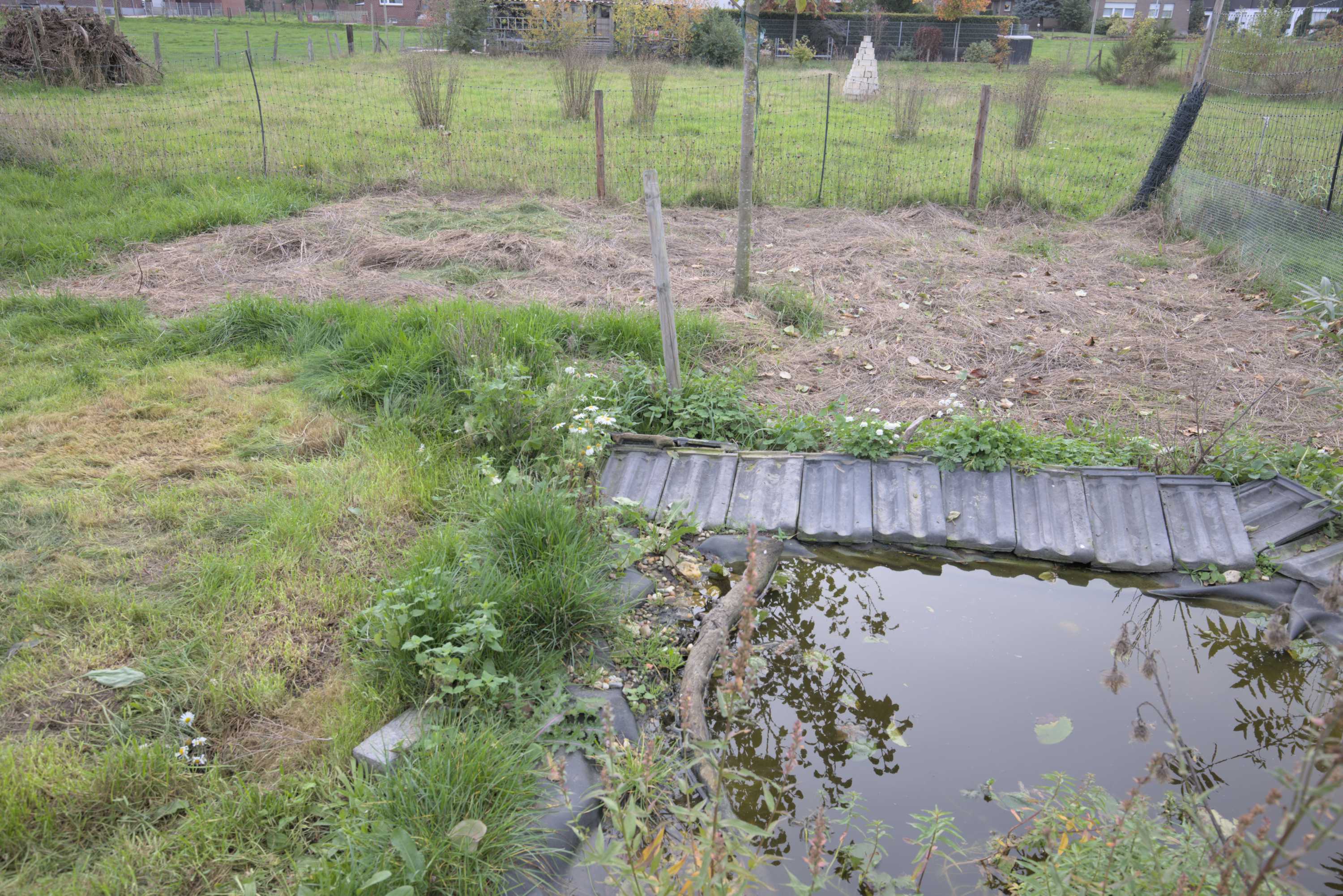 Lokation: Deutschland | Nordrhein-Westfalen | Heinsberg | Wassenberg Kategorien: Permakultur, Nutzgarten, Hortus rusticus, Selbstversorgung, Datum: 29.10.2022