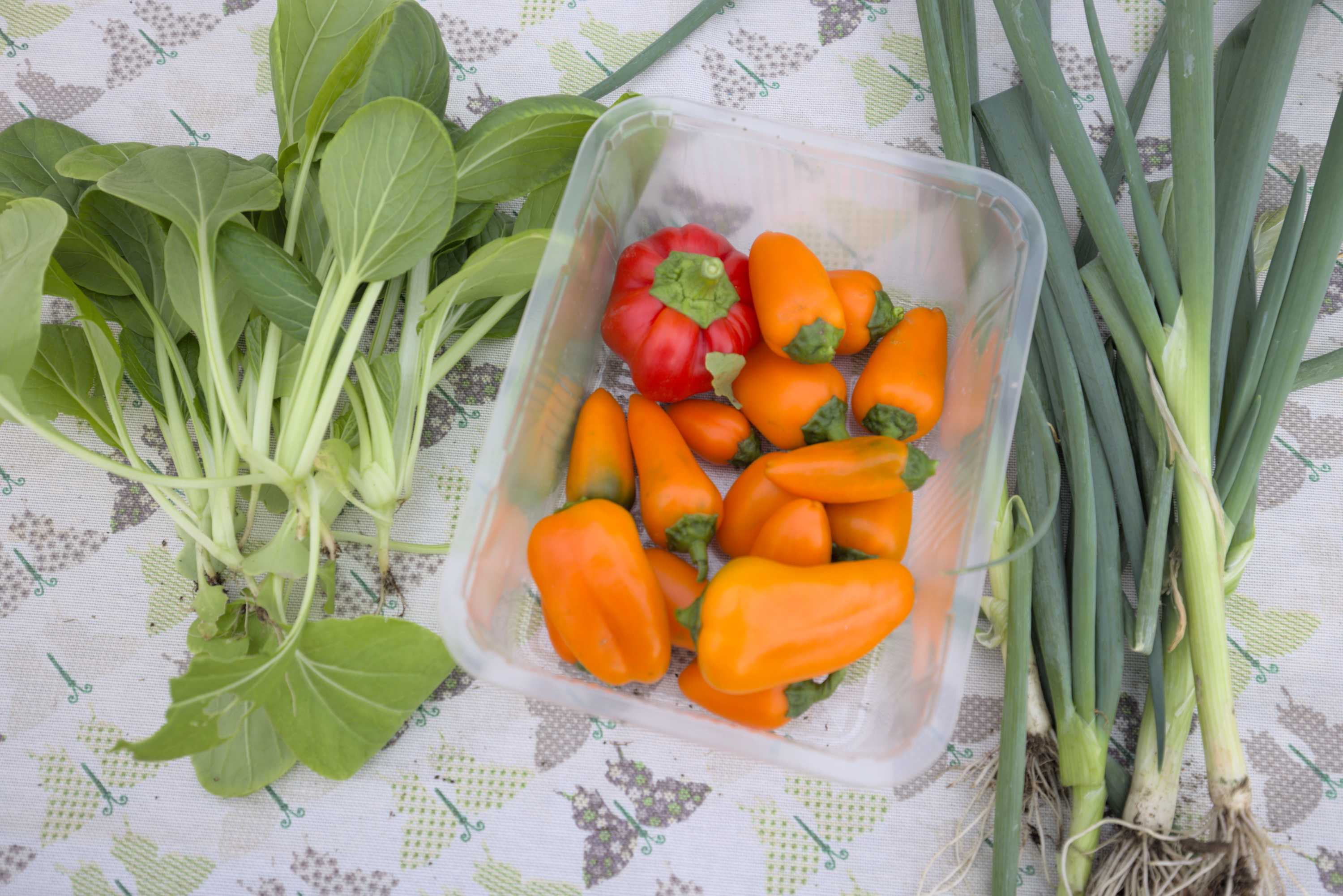 Lokation: Deutschland | Nordrhein-Westfalen | Heinsberg | Wassenberg Kategorien: Nutzgarten, Hortus rusticus, Ernte, Selbstversorgung, Datum: 29.10.2022