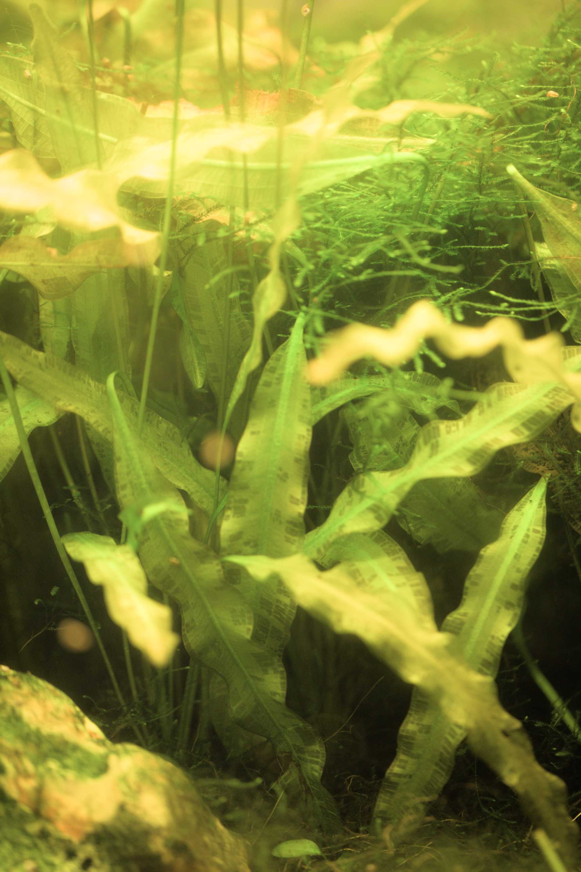 Lokation: Deutschland | Nordrhein-Westfalen | Heinsberg | Wassenberg Kategorien: Aquarien, Datum: 06.11.2022