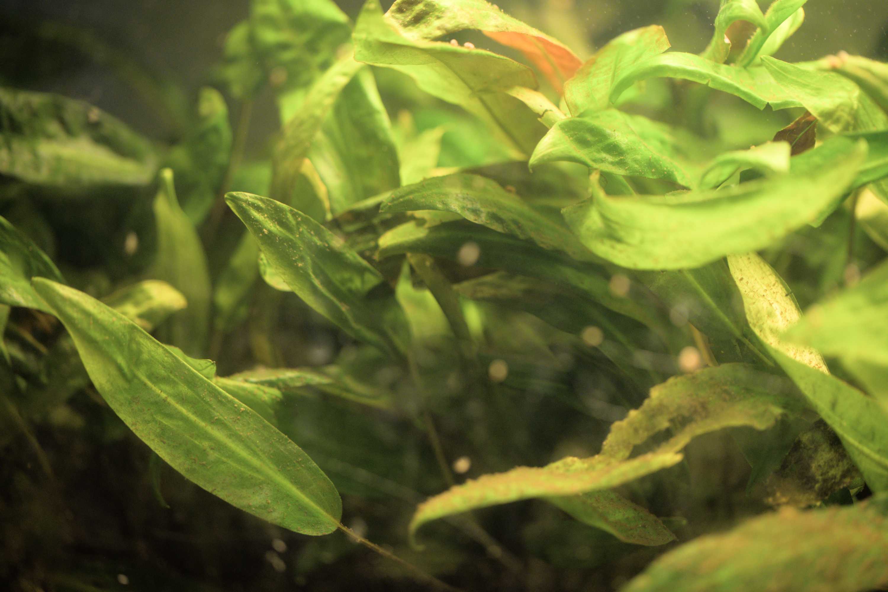 Lokation: Deutschland | Nordrhein-Westfalen | Heinsberg | Wassenberg Kategorien: Aquarien, Datum: 06.11.2022