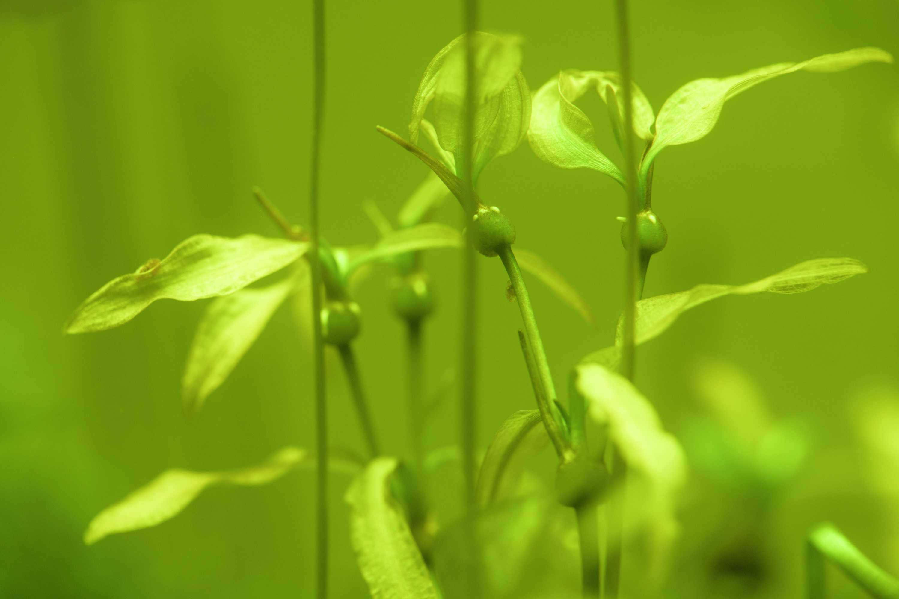 Lokation: Deutschland | Nordrhein-Westfalen | Heinsberg | Wassenberg Kategorien: Aquarien, Datum: 06.11.2022