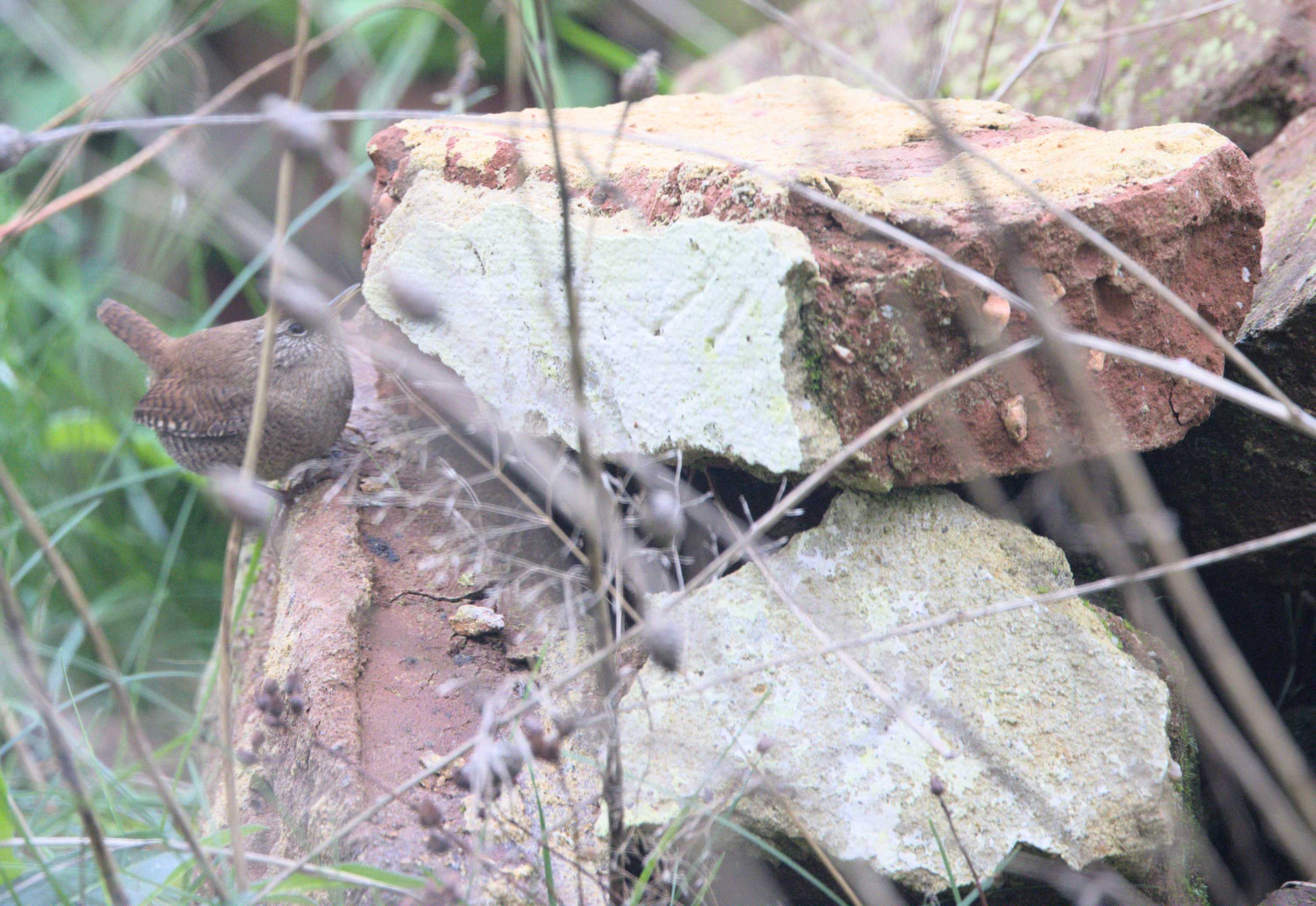 Lokation: Deutschland | Nordrhein-Westfalen | Heinsberg | Wassenberg Kategorien: Vögel, Datum: 20.11.2022