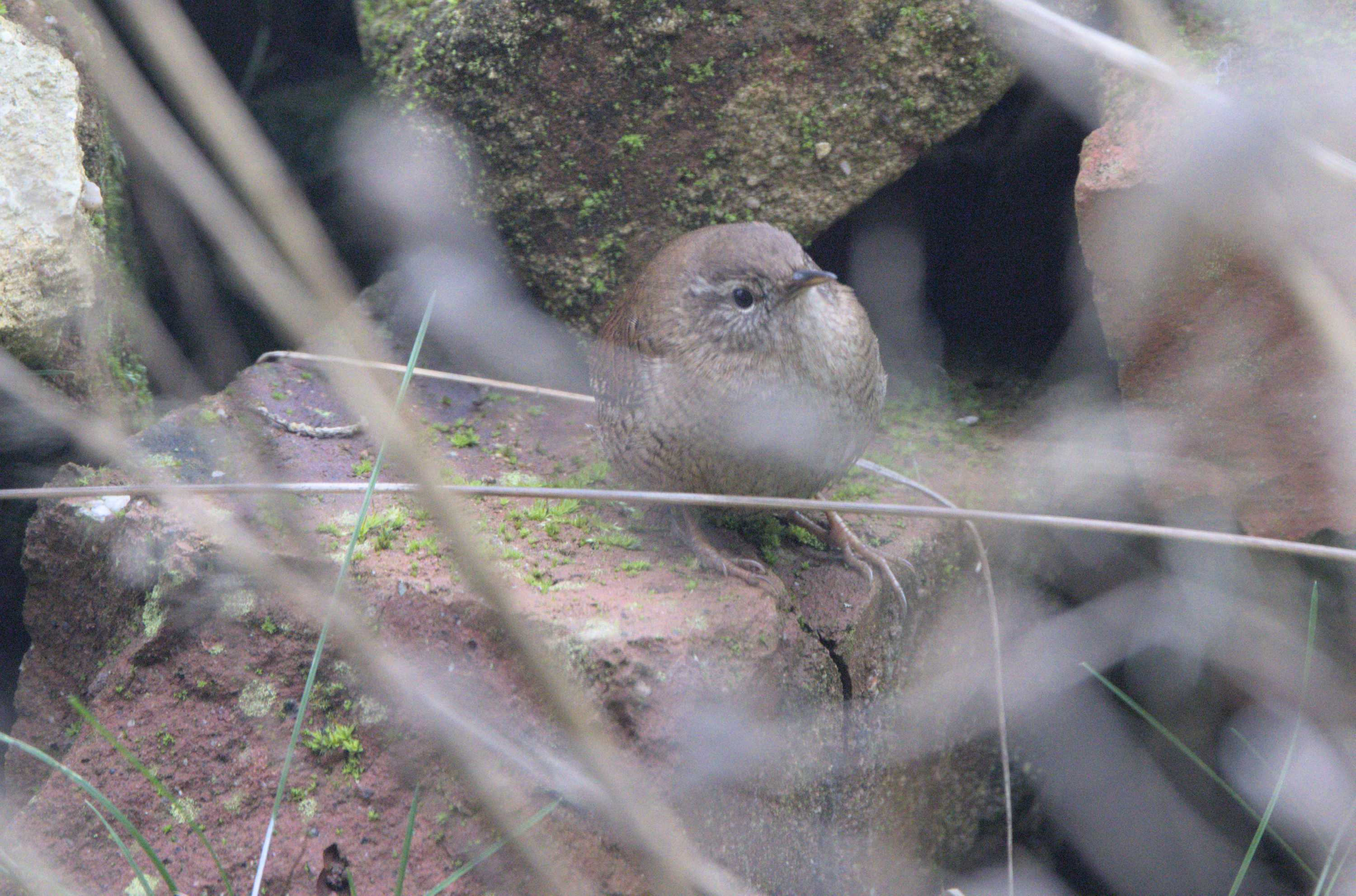 Lokation: Deutschland | Nordrhein-Westfalen | Heinsberg | Wassenberg Kategorien: Vögel, Datum: 20.11.2022