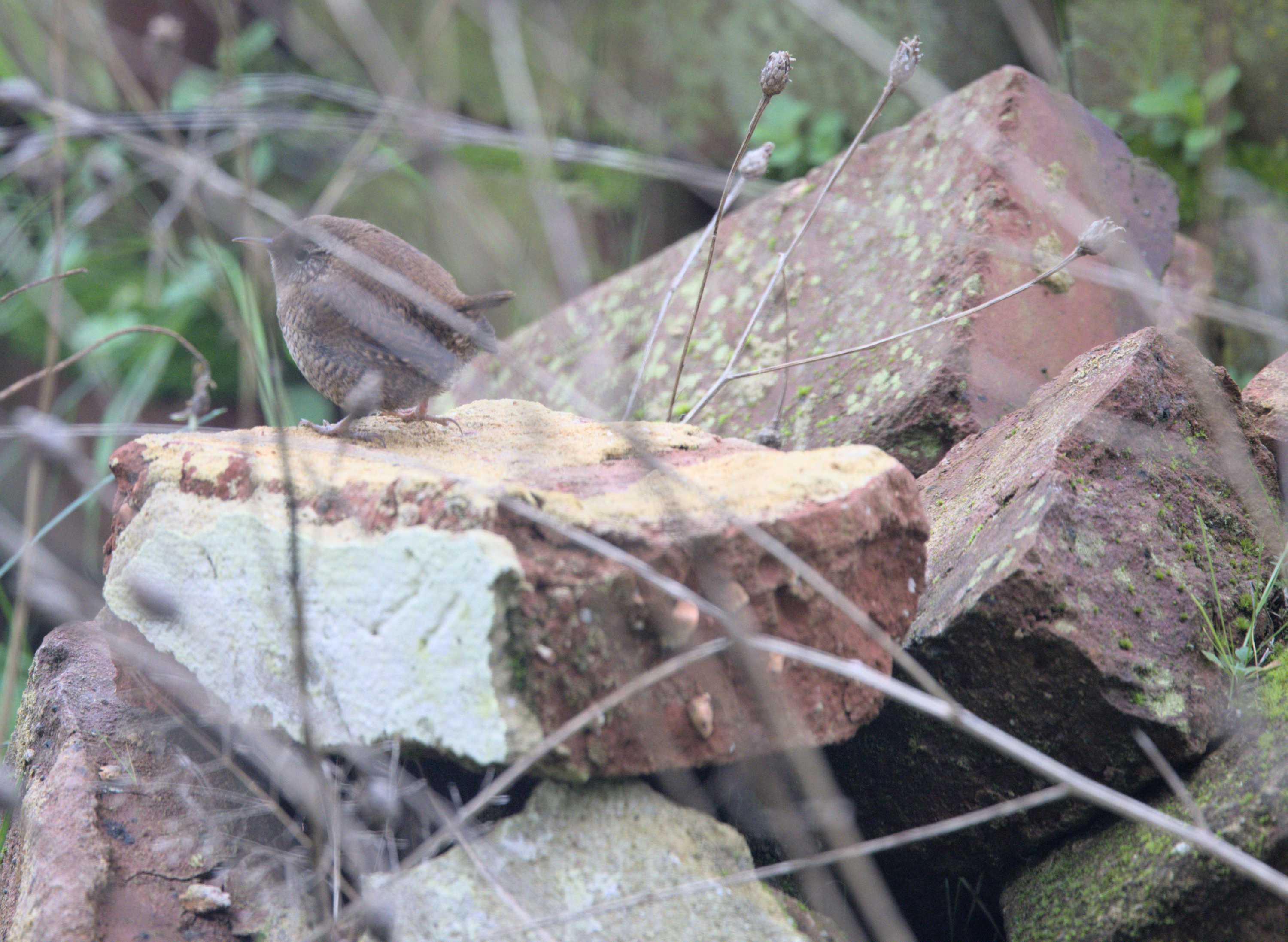 Lokation: Deutschland | Nordrhein-Westfalen | Heinsberg | Wassenberg Kategorien: Vögel, Datum: 20.11.2022