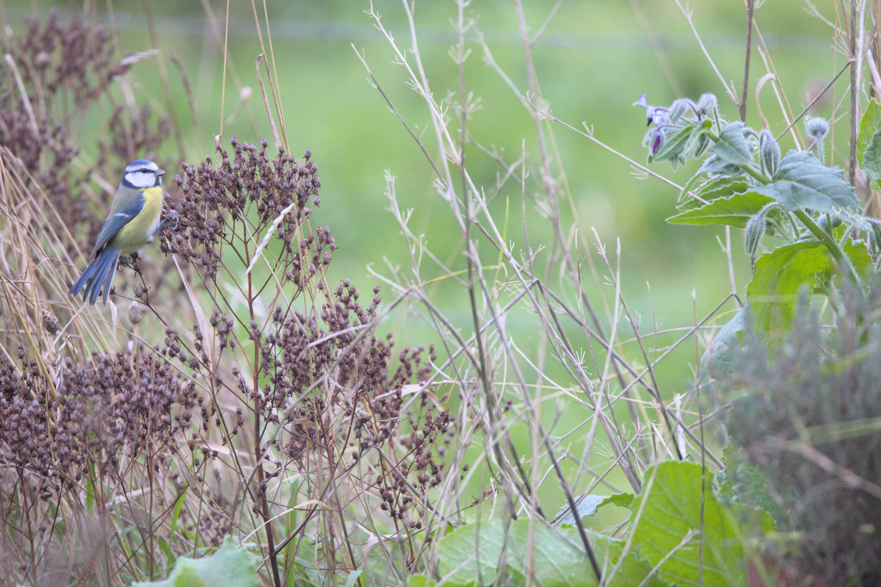 Lokation: Deutschland | Nordrhein-Westfalen | Heinsberg | Wassenberg Kategorien: Vögel, Datum: 20.11.2022