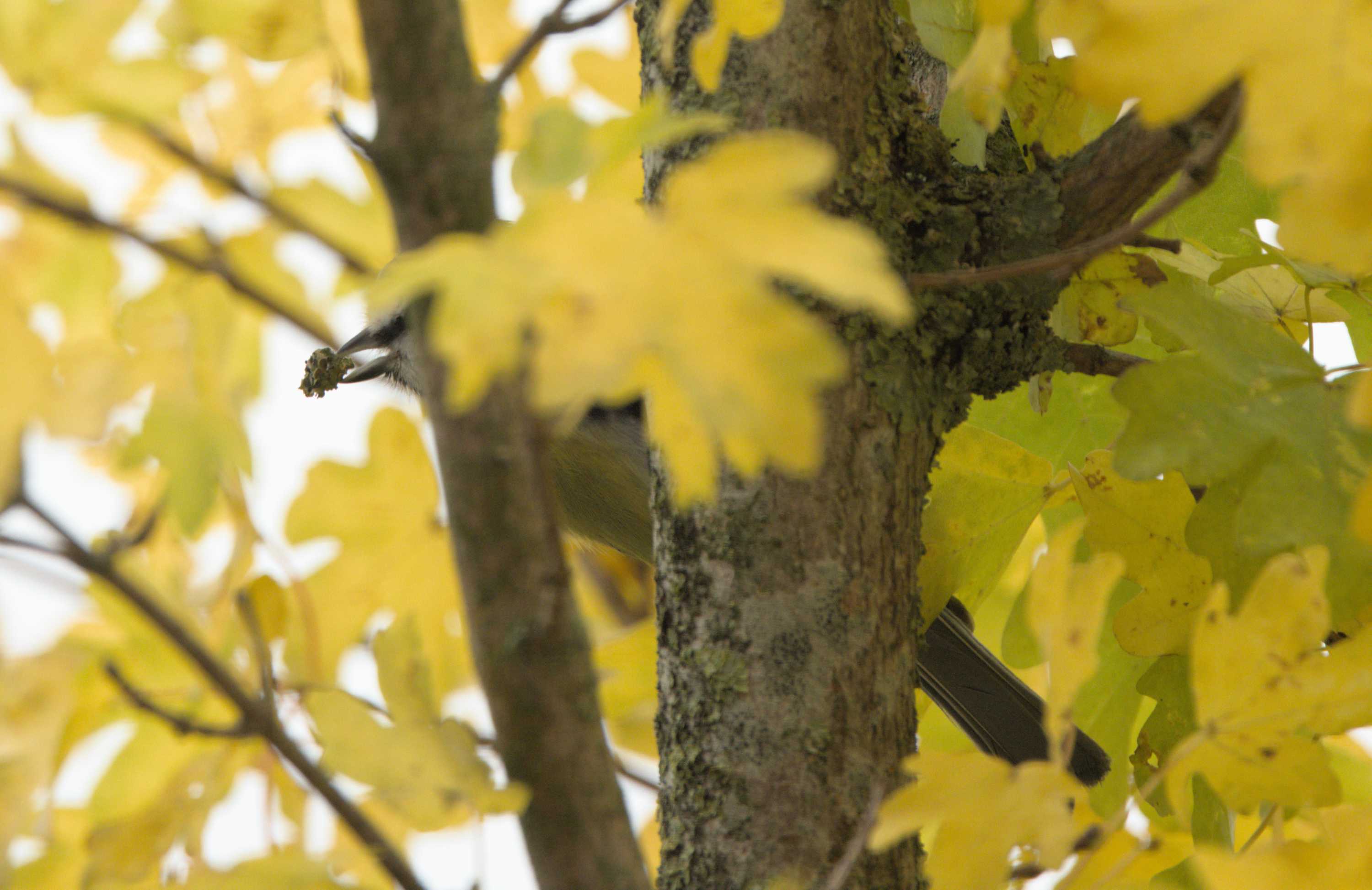 Lokation: Deutschland | Nordrhein-Westfalen | Heinsberg | Wassenberg Kategorien: Vögel, Datum: 20.11.2022
