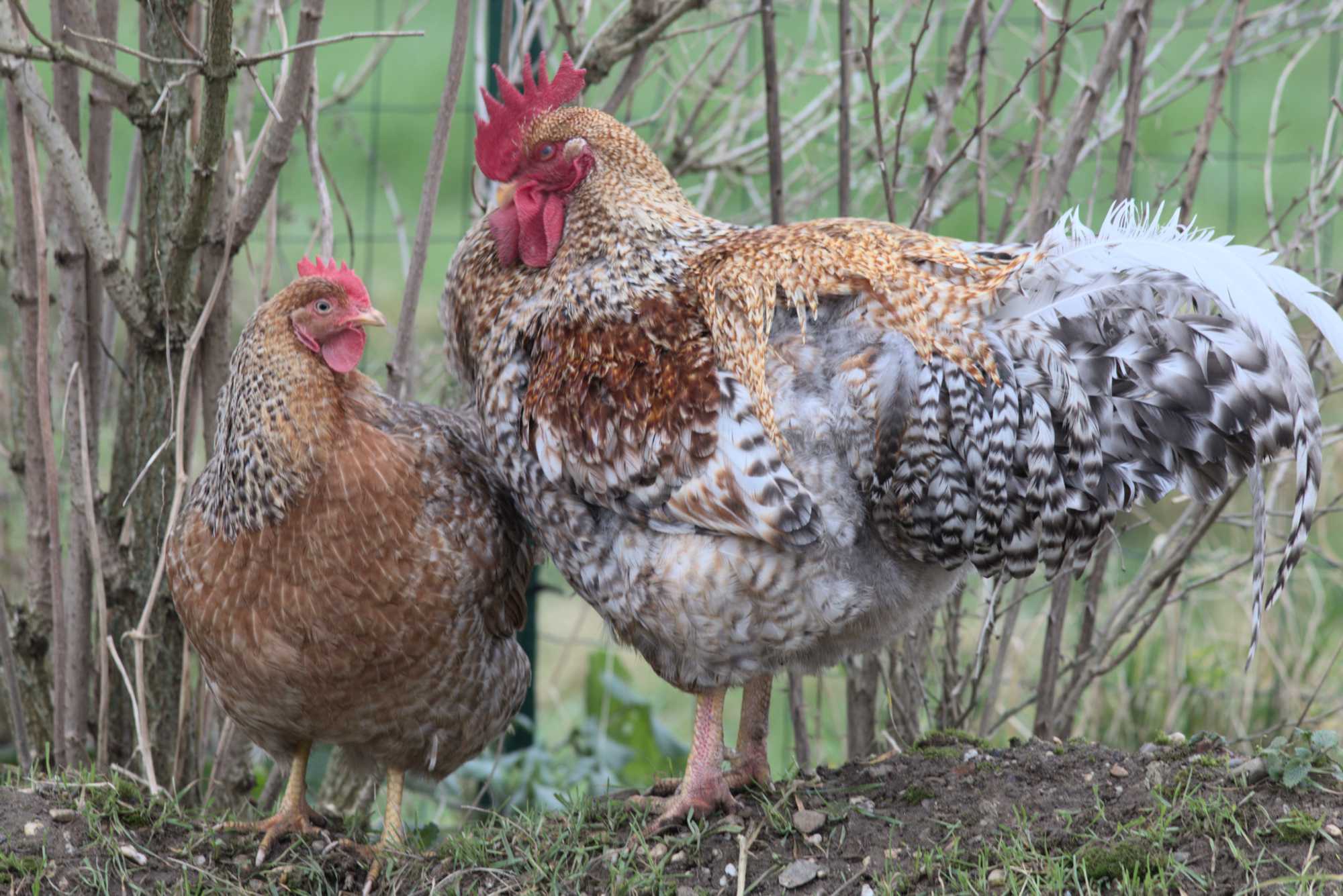 Lokation: Deutschland | Nordrhein-Westfalen | Heinsberg | Wassenberg Kategorien: Hühner, Hortus rusticus, Datum: 25.01.2022