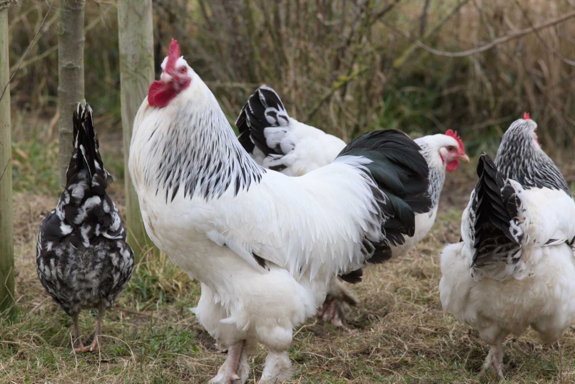 Lokation: Deutschland | Nordrhein-Westfalen | Heinsberg | Wassenberg Kategorien: Hühner, Hortus rusticus, Datum: 25.01.2022