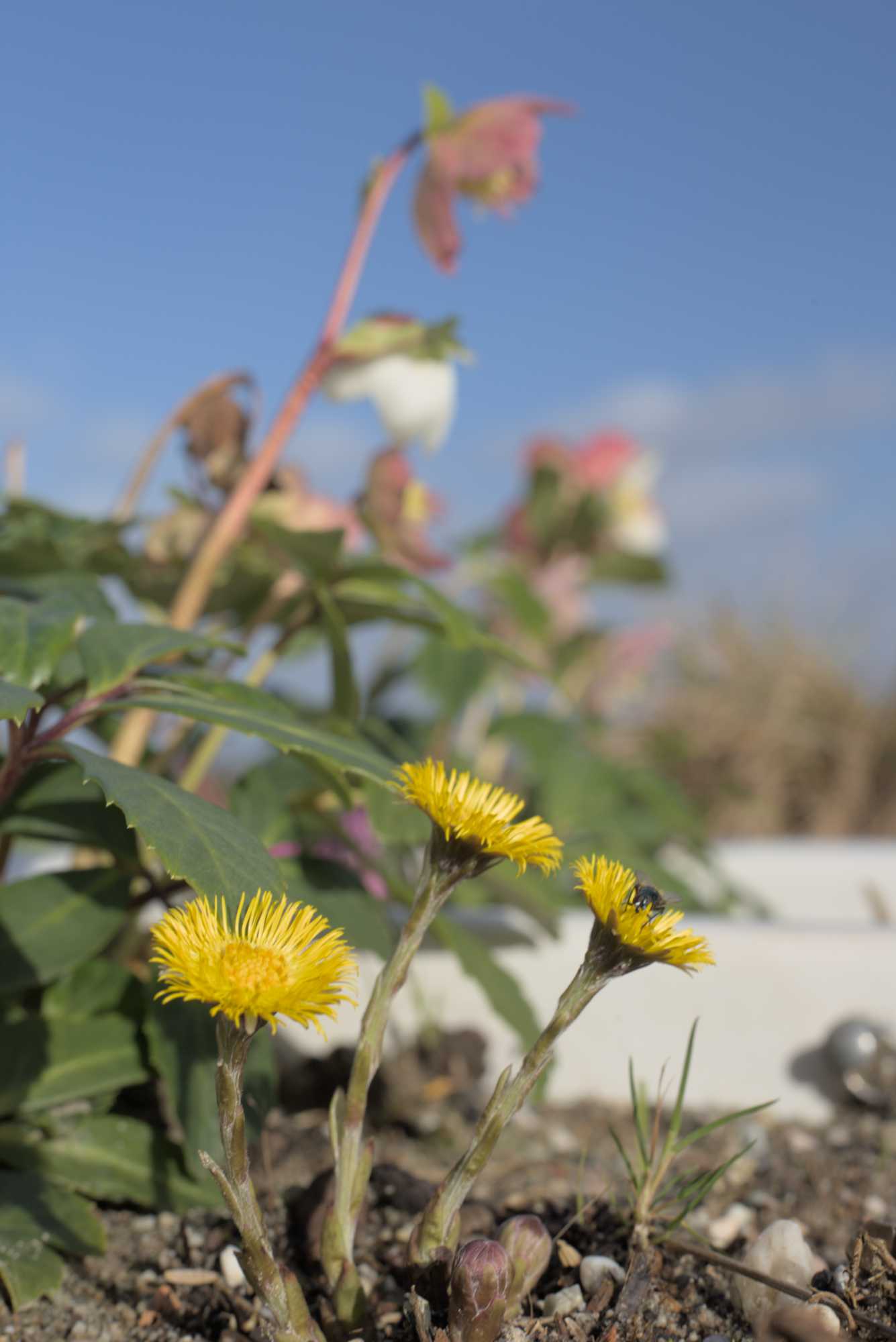 Lokation: Deutschland | Nordrhein-Westfalen | Heinsberg | Wassenberg Kategorien: Kübelpflanzen, Hortus rusticus, Datum: 30.01.2022