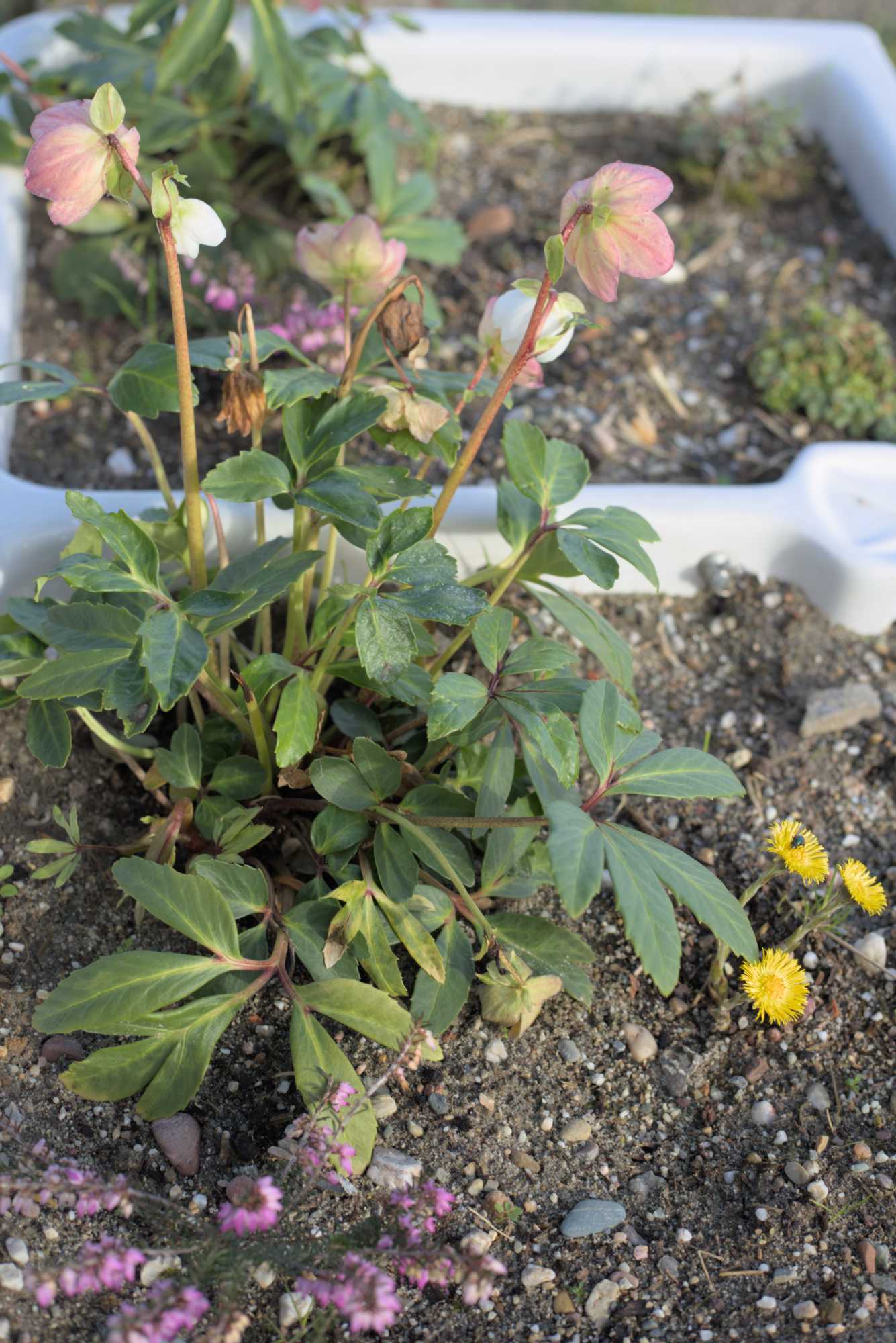 Lokation: Deutschland | Nordrhein-Westfalen | Heinsberg | Wassenberg Kategorien: Kübelpflanzen, Hortus rusticus, Datum: 30.01.2022