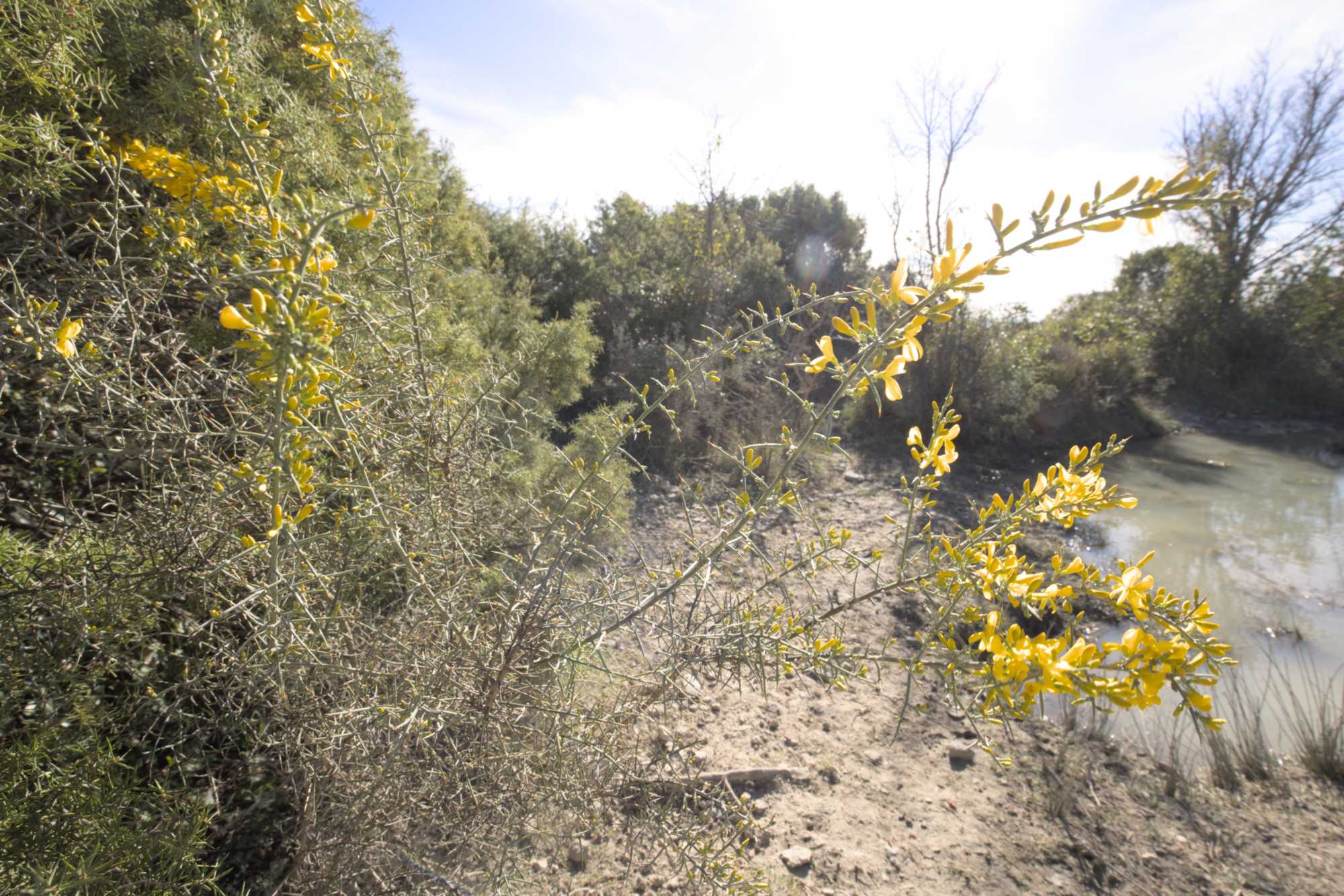 Stacheliger Dornginster (Calicotome spinosa), Lokation: Frankreich | Hérault | Lodève | Cazevieille Kategorien: Vegetation, Datum: 25.02.2022