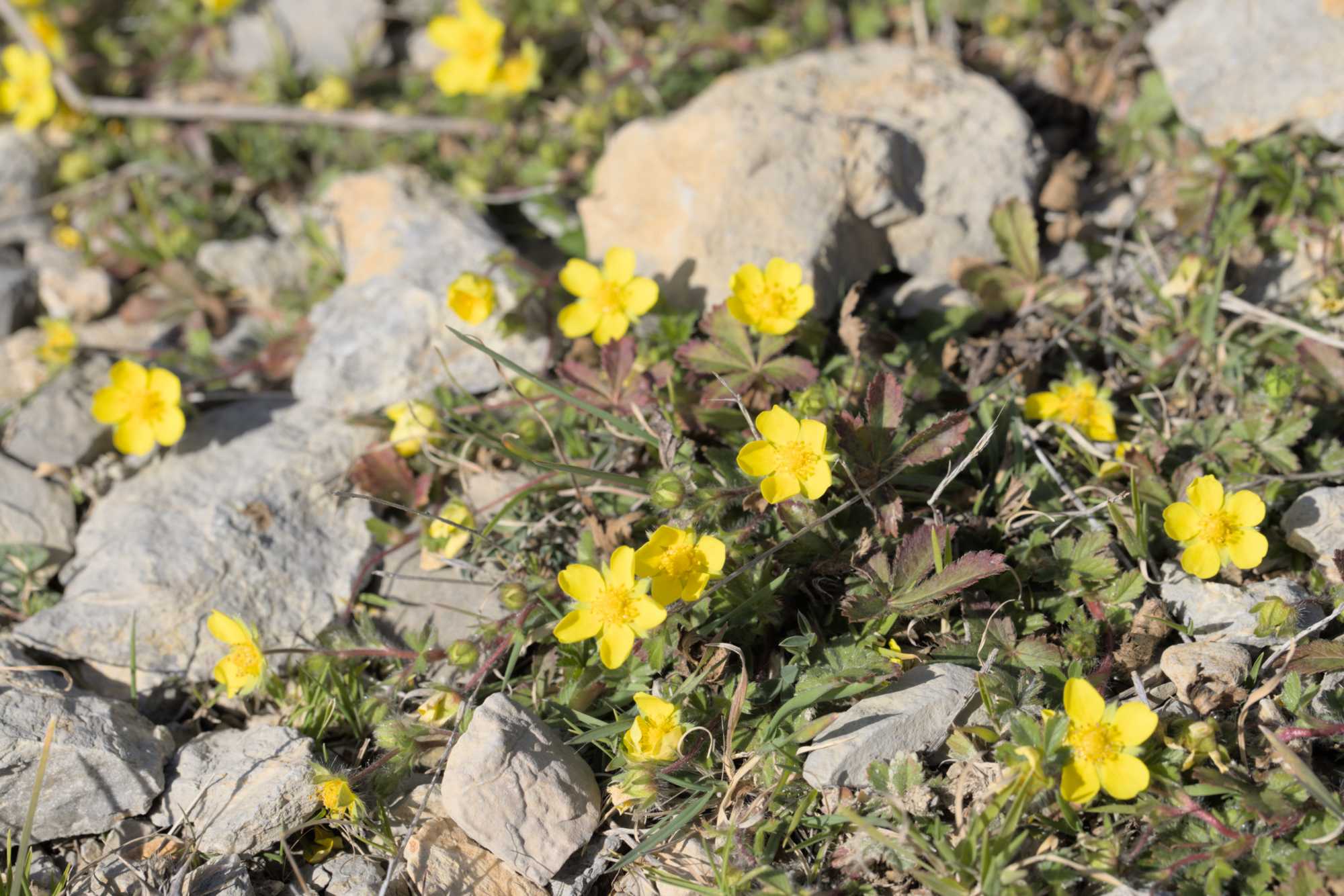 Frühlings-Fingerkraut (Potentilla verna), Lokation: Frankreich | Hérault | Lodève | Cazevieille Kategorien: Habitus, Datum: 25.02.2022
