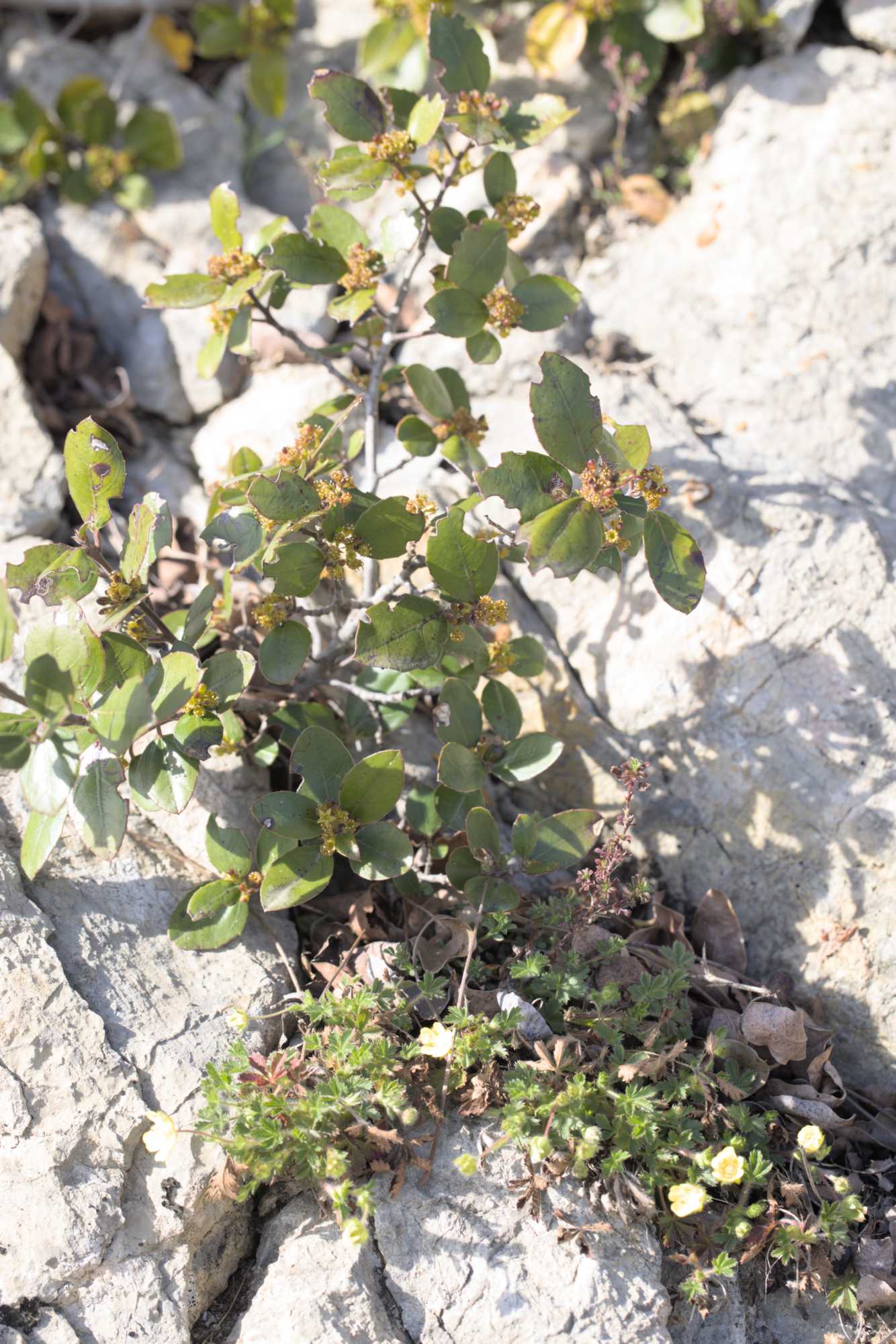 Stechpalmen-Kreuzdorn (Rhamnus alaternus), Lokation: Frankreich | Hérault | Lodève | Cazevieille Kategorien: Habitus, Familie: Rhamnaceae (Kreuzdorngewächse ), Datum: 25.02.2022