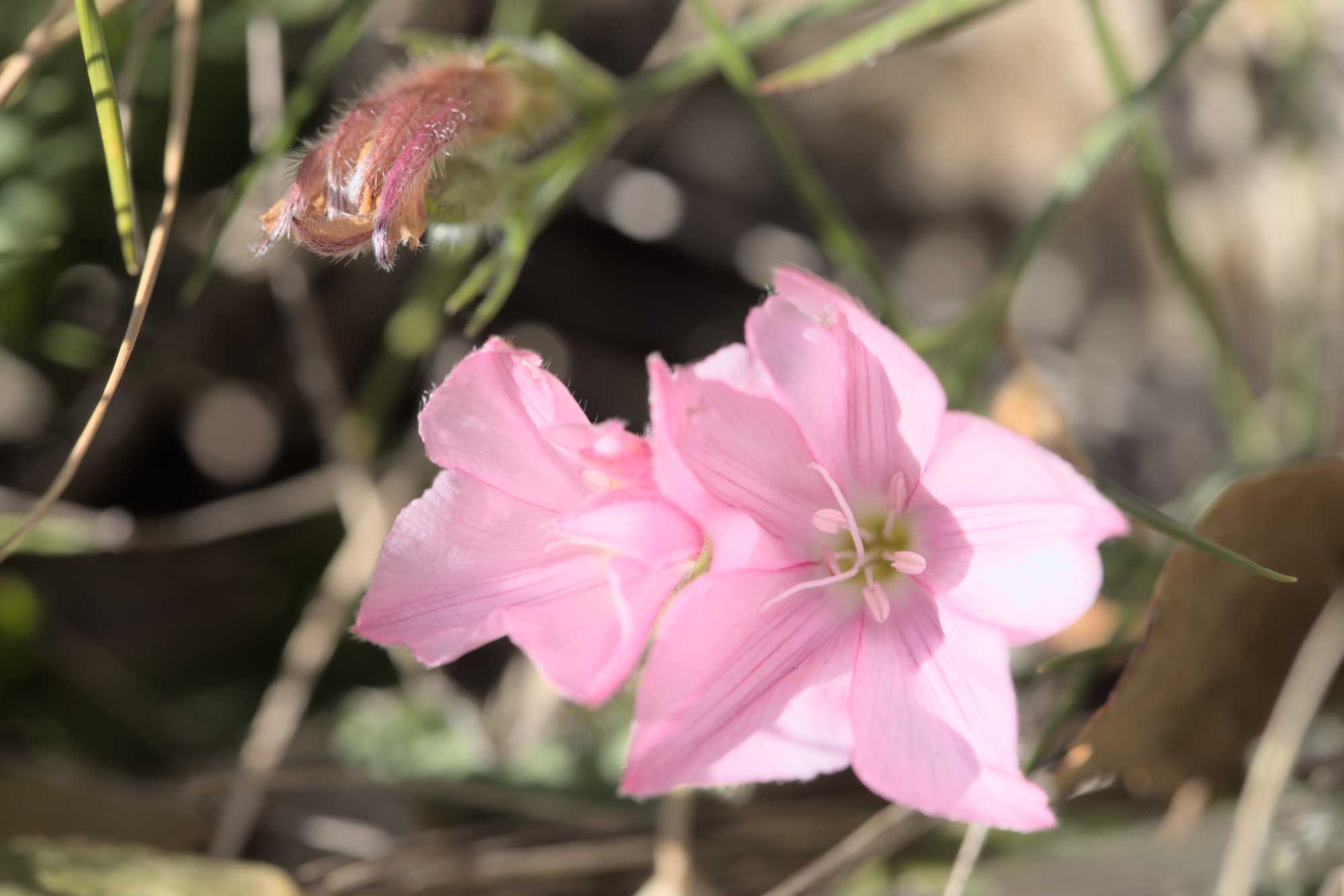 Kantabrische Winde (Convolvulus cantabrica), Lokation: Frankreich | Hérault | Lodève | Cazevieille Kategorien: Blüte, Datum: 25.02.2022