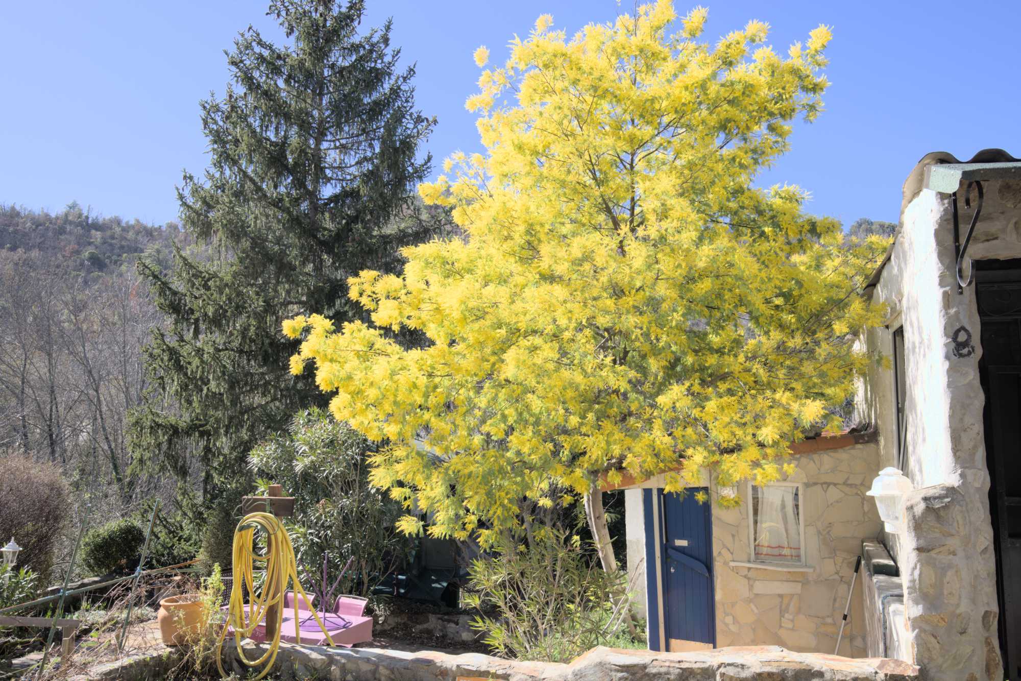 Silberakazie (Acacia dealbata), Lokation: Frankreich | Gard | Le Vigan | Sumène Kategorien: Habitus, Datum: 26.02.2022