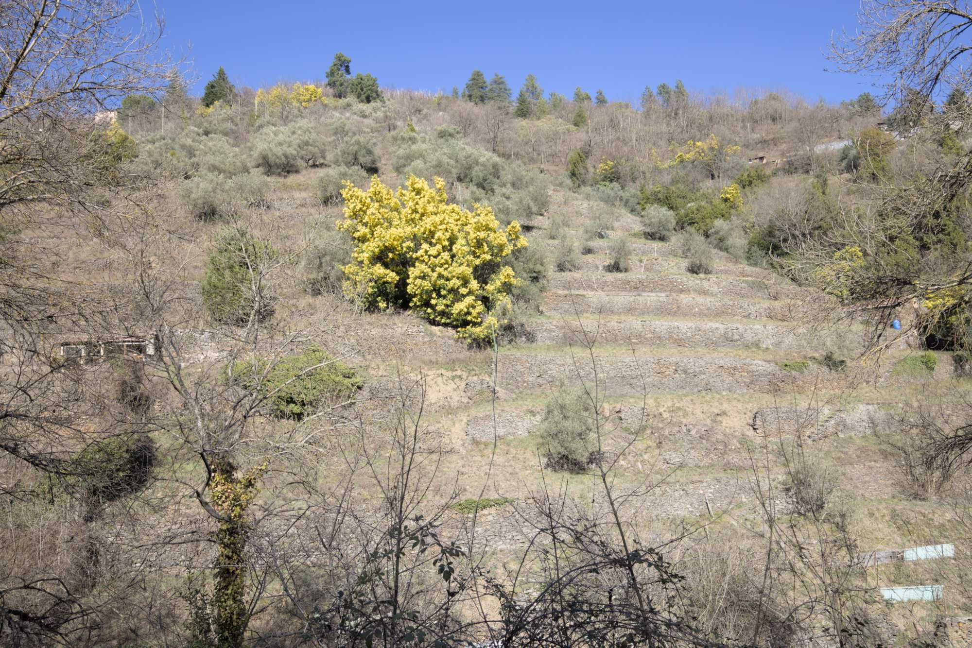 Lokation: Frankreich | Gard | Le Vigan | Sumène Kategorien: Landwirtschaft, Datum: 26.02.2022