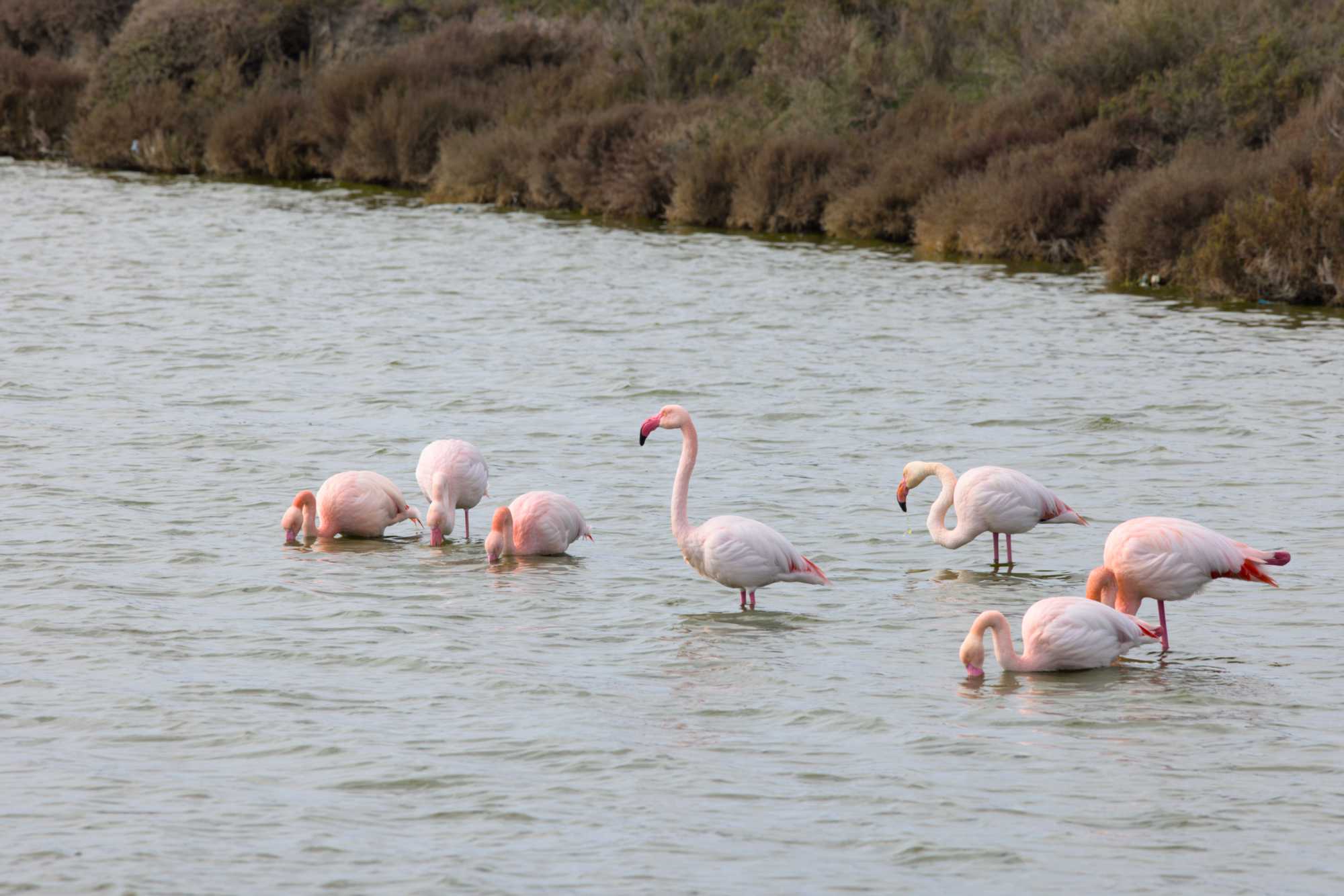 Lokation: Frankreich | Bouche-du-Rhone | Arles | Saintes-Maries-de-la-Mer Kategorien: Vögel, Datum: 27.02.2022