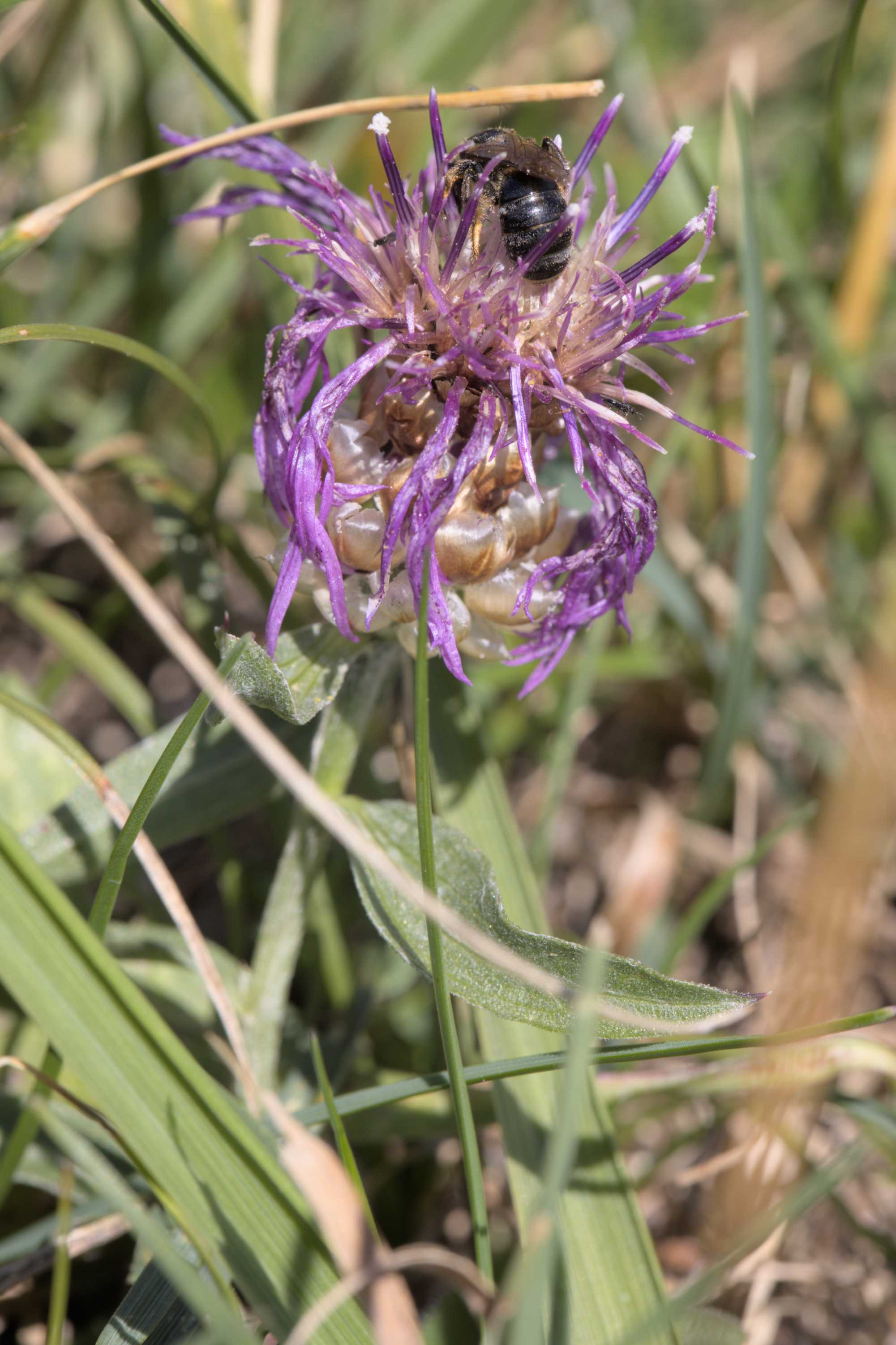 Lokation: Slowenien | Westslowenien | Gorica-Gebiet | Kobarid Kategorien: Blüte, Bienen, Datum: 06.09.2022
