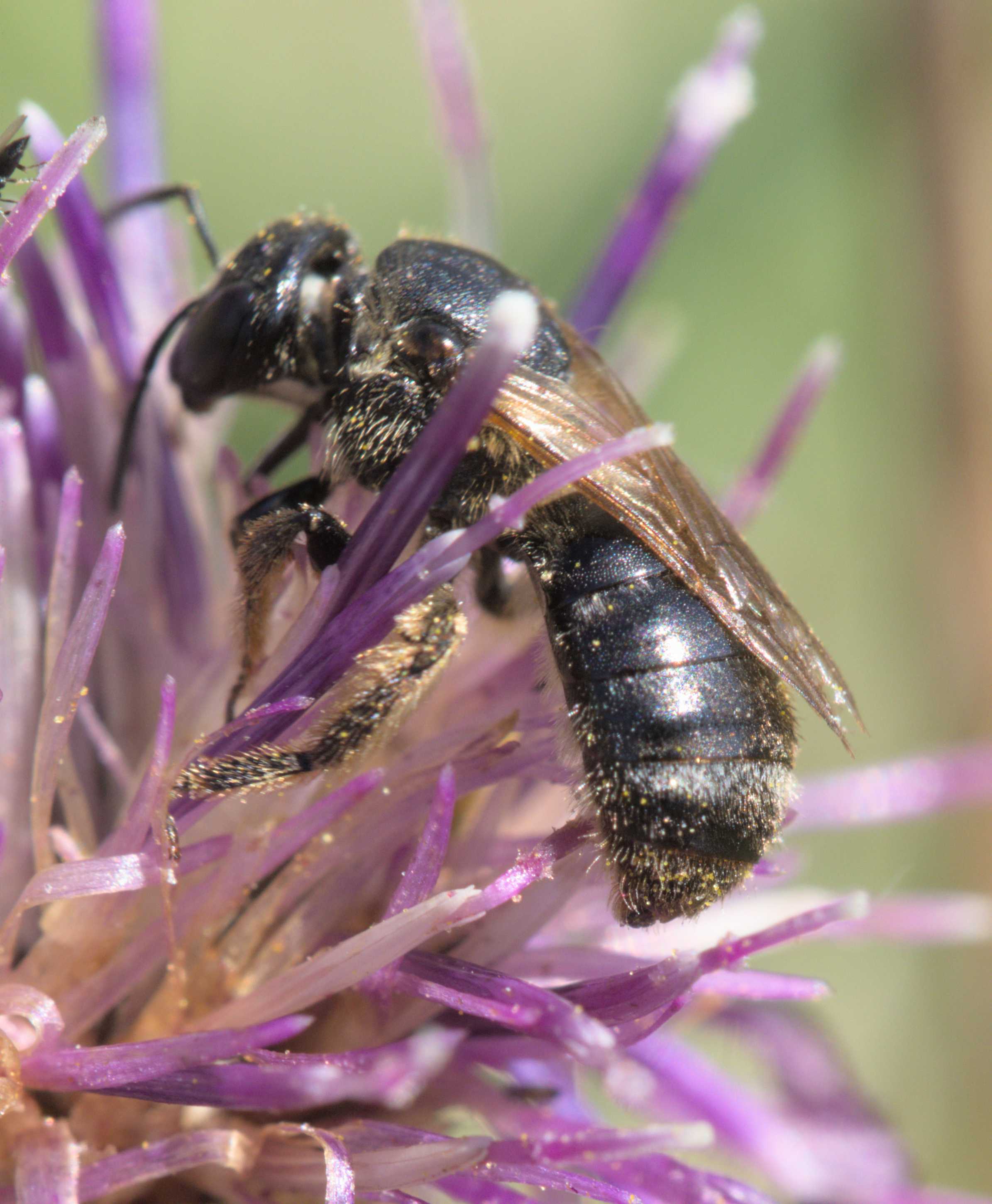 Schmalbiene unbest. (Lasioglossum) (Lasioglossum spec.), Lokation: Slowenien | Westslowenien | Gorica-Gebiet | Kobarid Kategorien: Bienen, Familie: Halictidae (Schmal- und Furchenbienen), Datum: 06.09.2022
