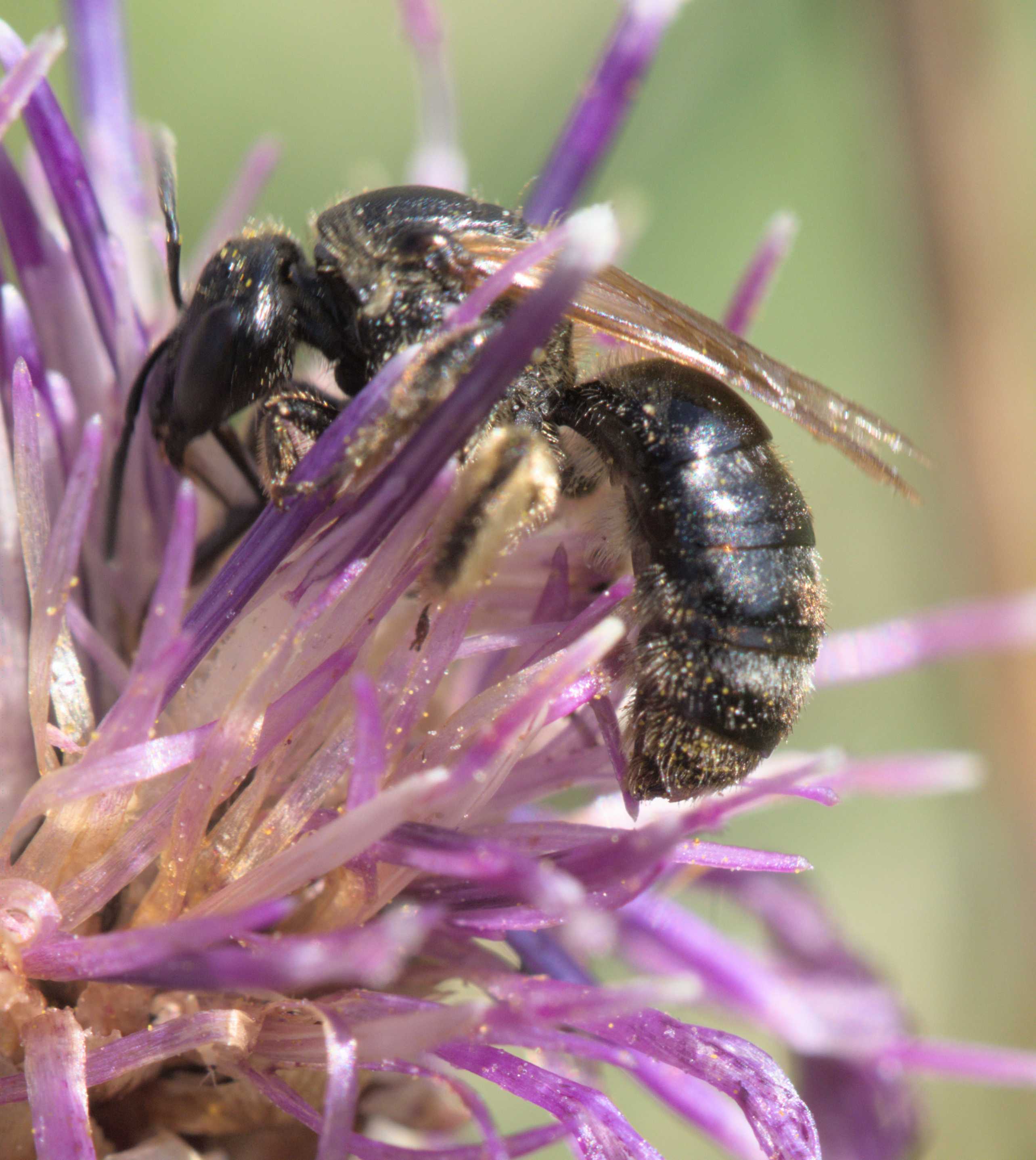 Schmalbiene unbest. (Lasioglossum) (Lasioglossum spec.), Lokation: Slowenien | Westslowenien | Gorica-Gebiet | Kobarid Kategorien: Bienen, Familie: Halictidae (Schmal- und Furchenbienen), Datum: 06.09.2022