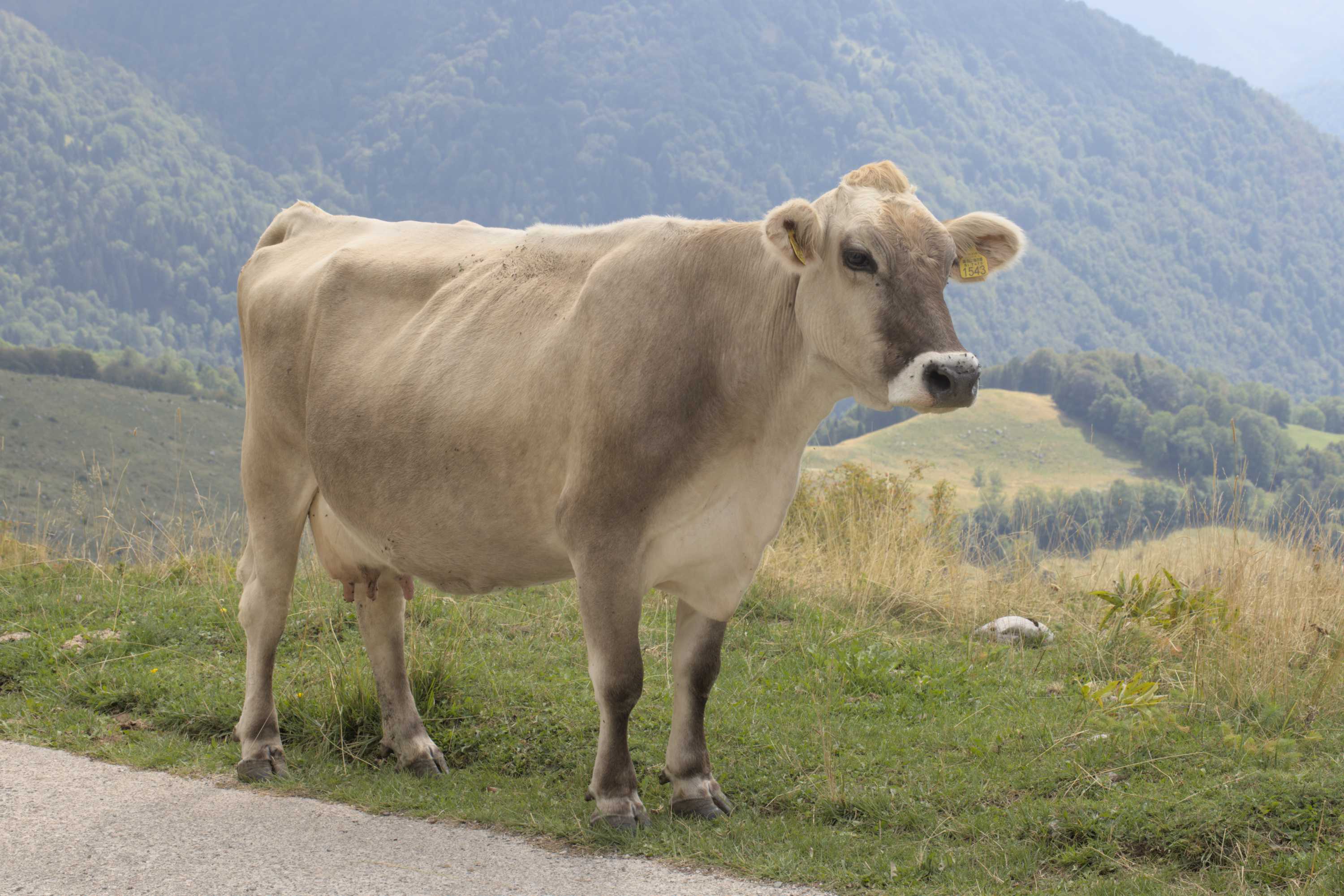 Lokation: Slowenien | Westslowenien | Gorica-Gebiet | Kobarid Kategorien: Beweidung, Datum: 06.09.2022