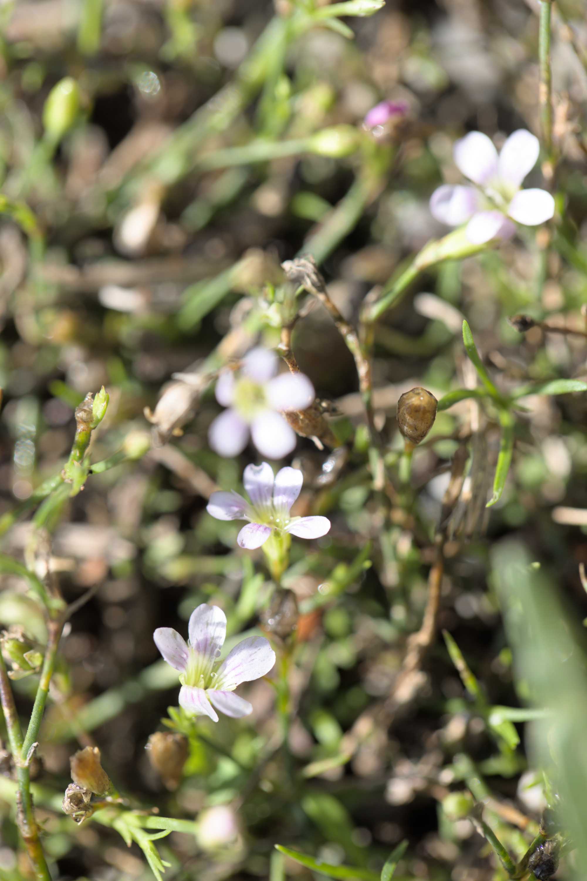 Steinbrech-Felsennelke (Petrorhagia saxifraga), Lokation: Slowenien | Ostslowenien | Drau-Gegend | Ptuj Kategorien: Blüte, Familie: Caryophyllaceae (Nelkengewächse ), Datum: 11.09.2022