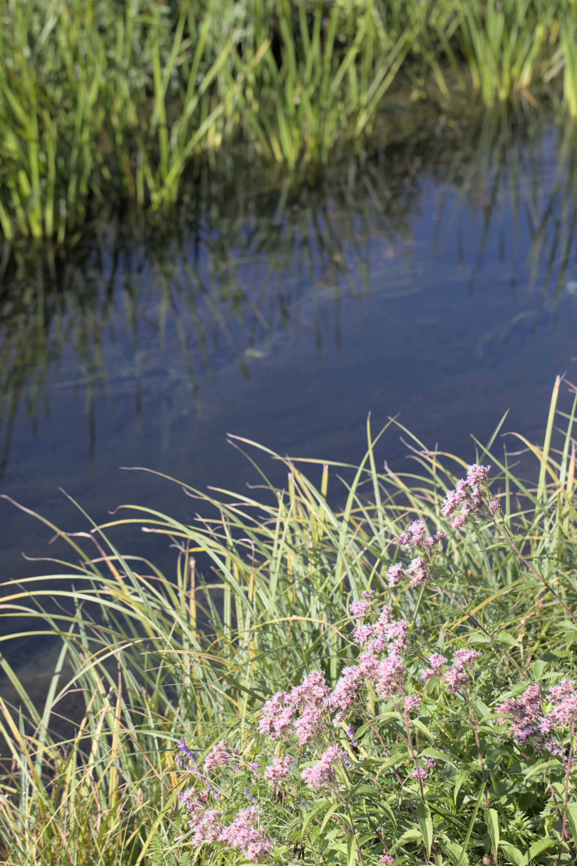 Lokation: Slowenien | Ostslowenien | Drau-Gegend | Ptuj Kategorien: Vegetation, Datum: 11.09.2022