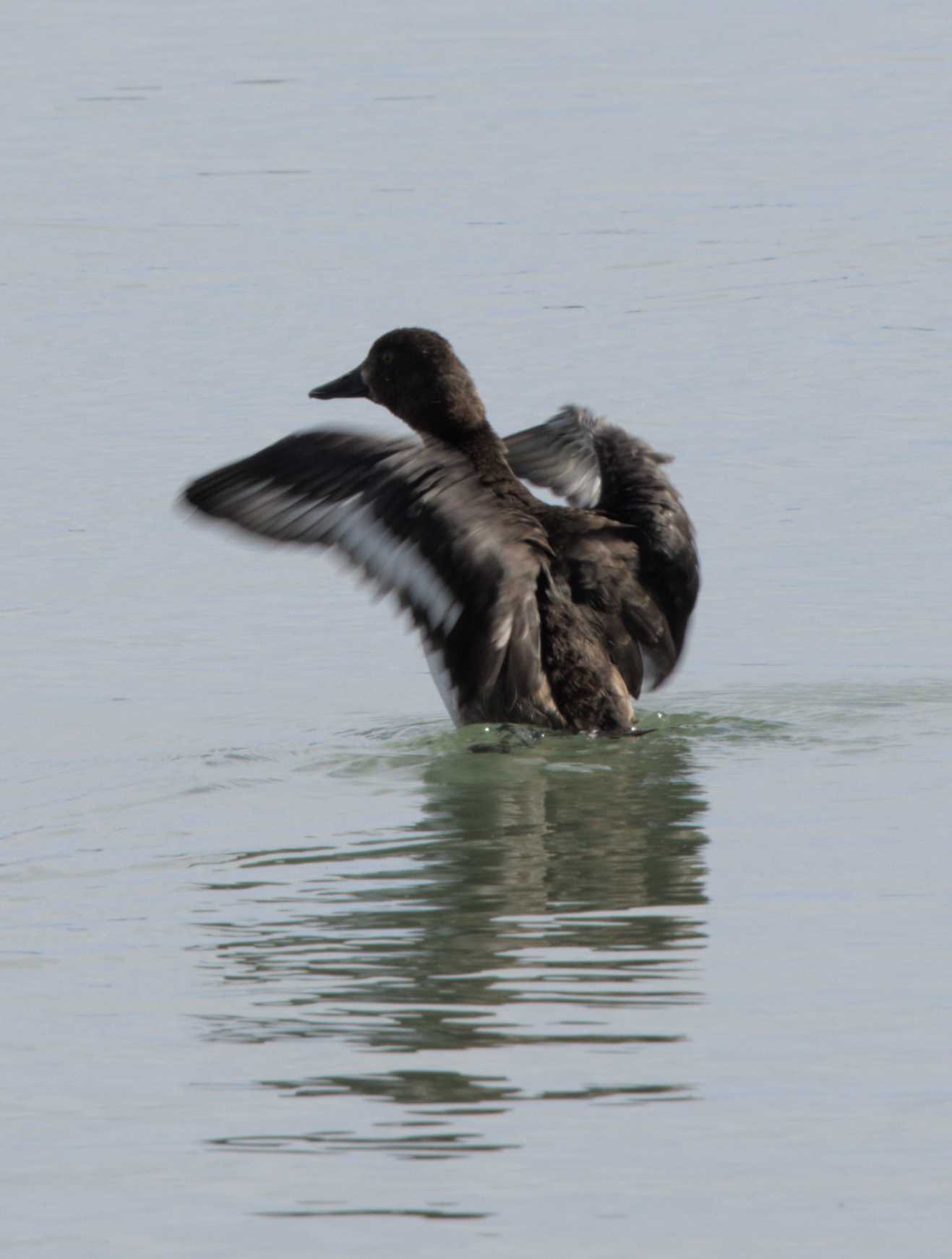 Bergente (Aythya marila), Lokation: Slowenien | Ostslowenien | Drau-Gegend | Videm Kategorien: Vögel, Familie: Anatidae (Entenvögel), Datum: 11.09.2022